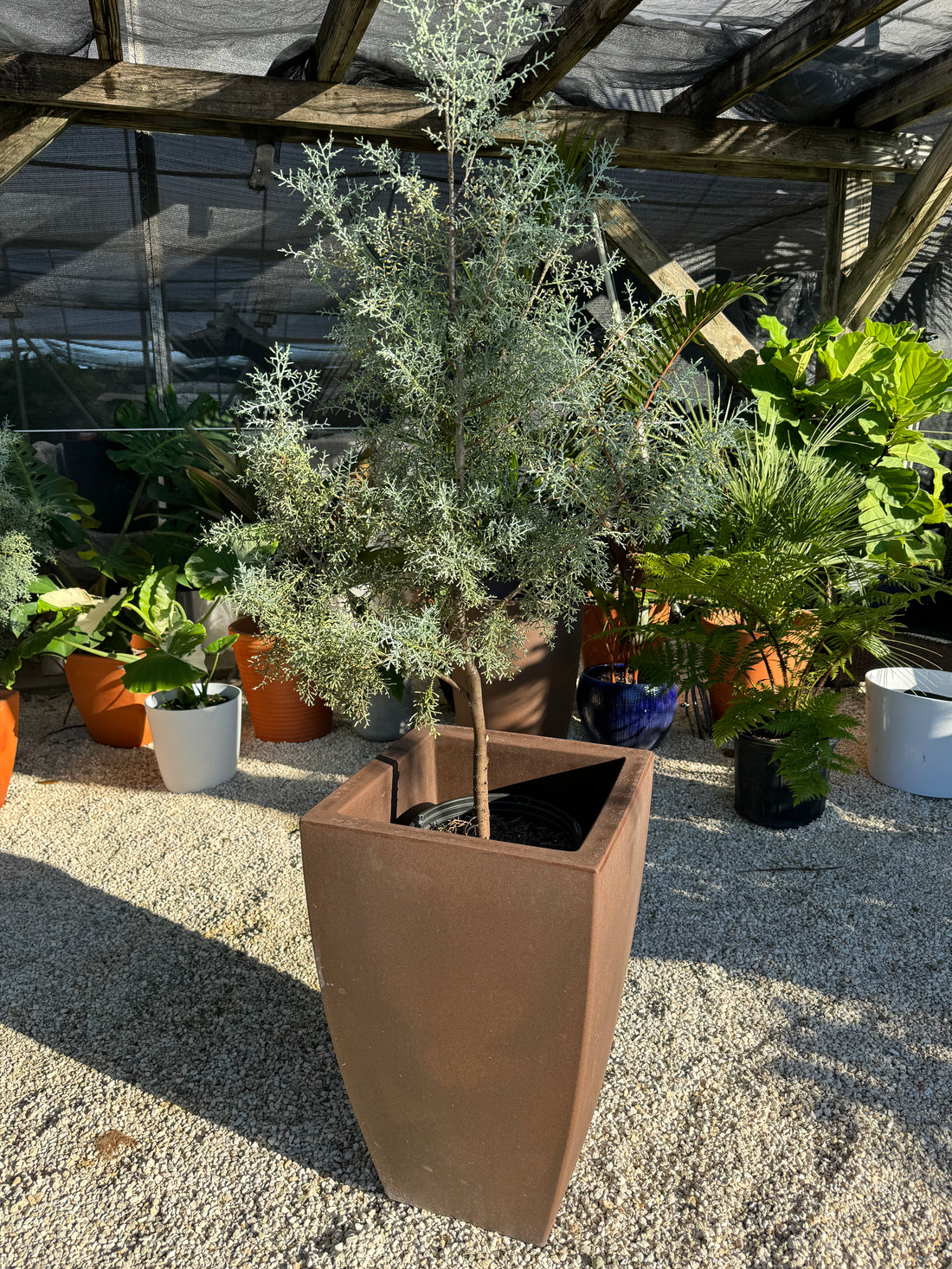 Carolina Sapphire Tree Form Arizona Cypress in a brown pot