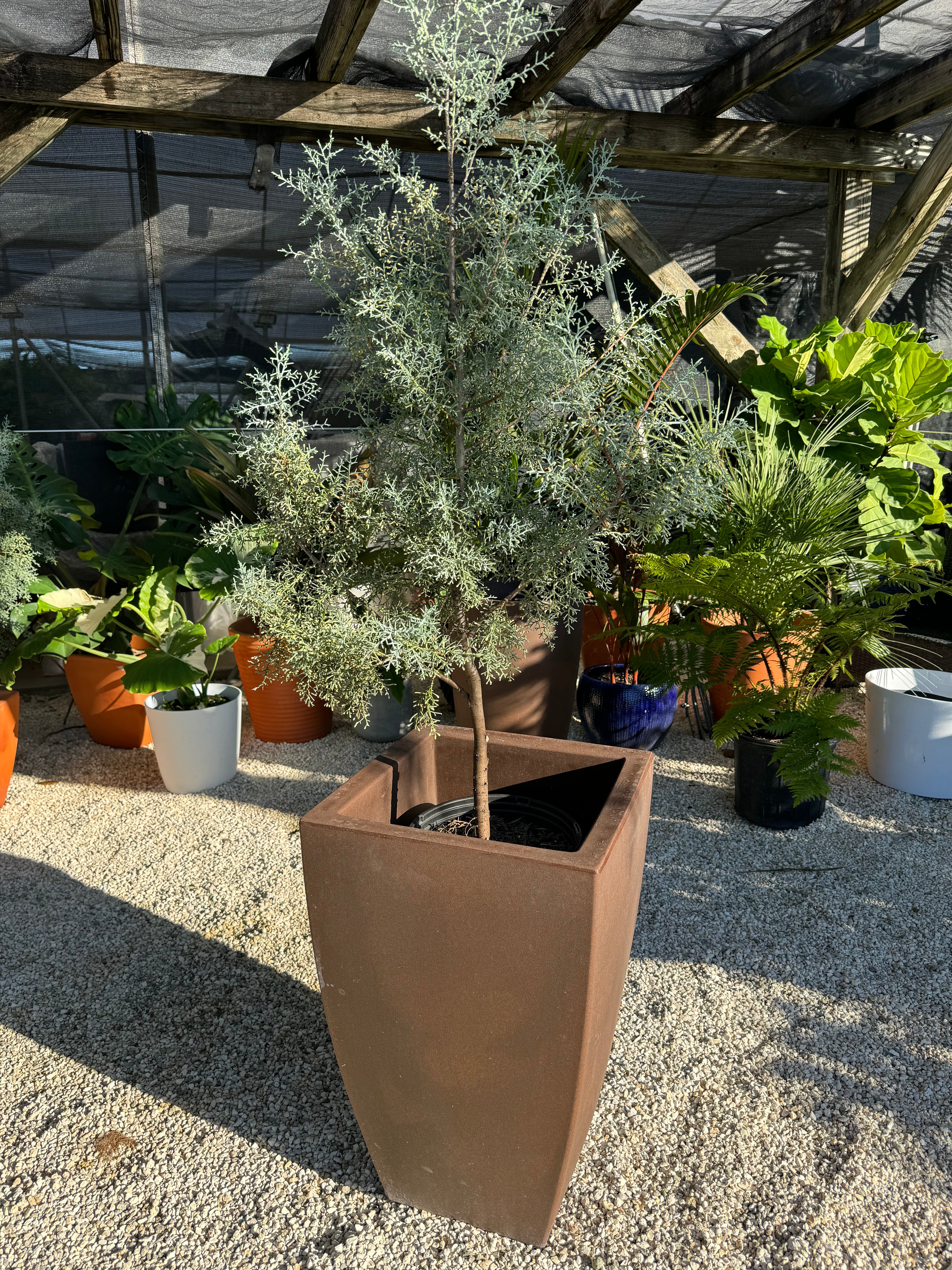 Carolina Sapphire Tree Form Arizona Cypress in a brown pot