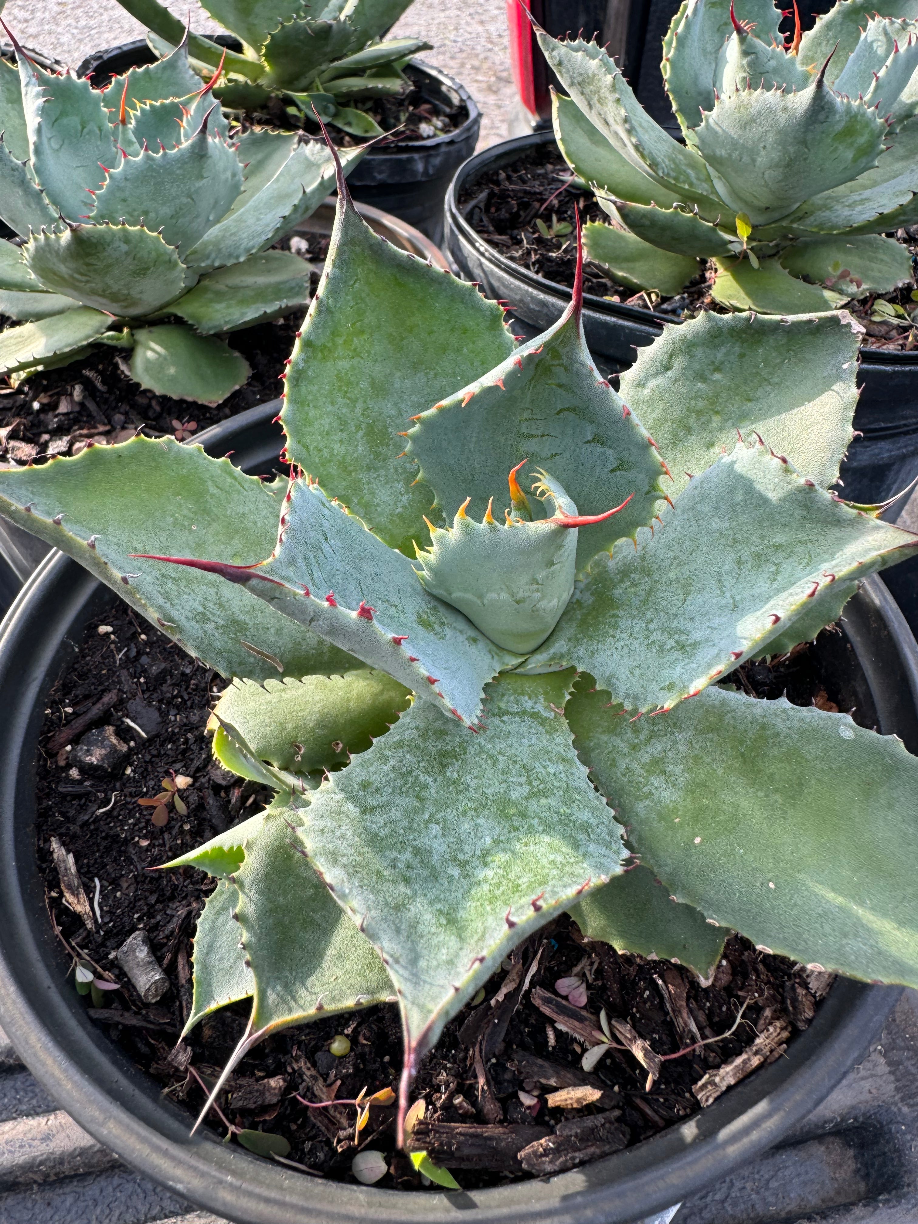 Agave Parryi Artichoke &