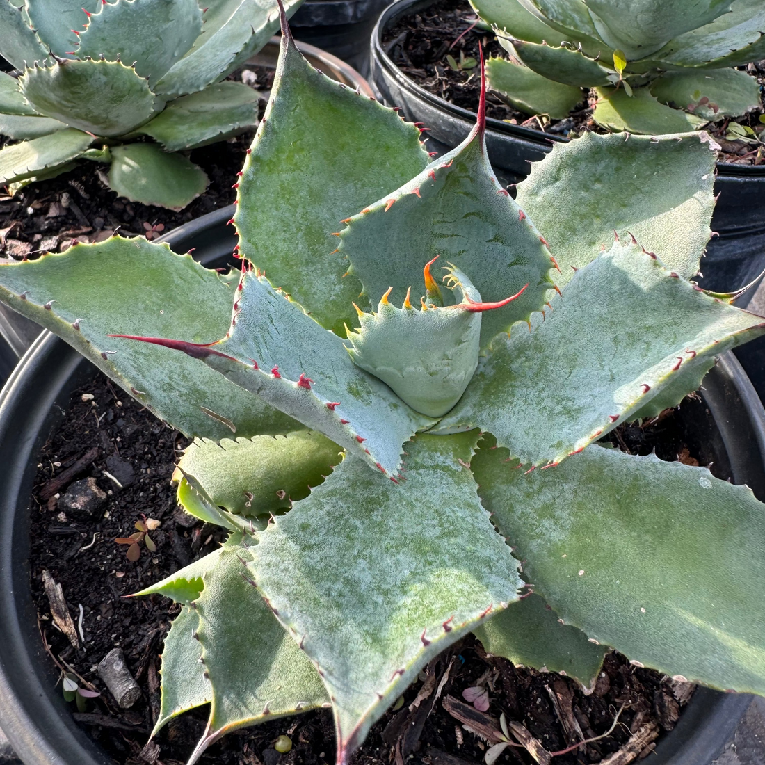 Agave Parryi Artichoke &