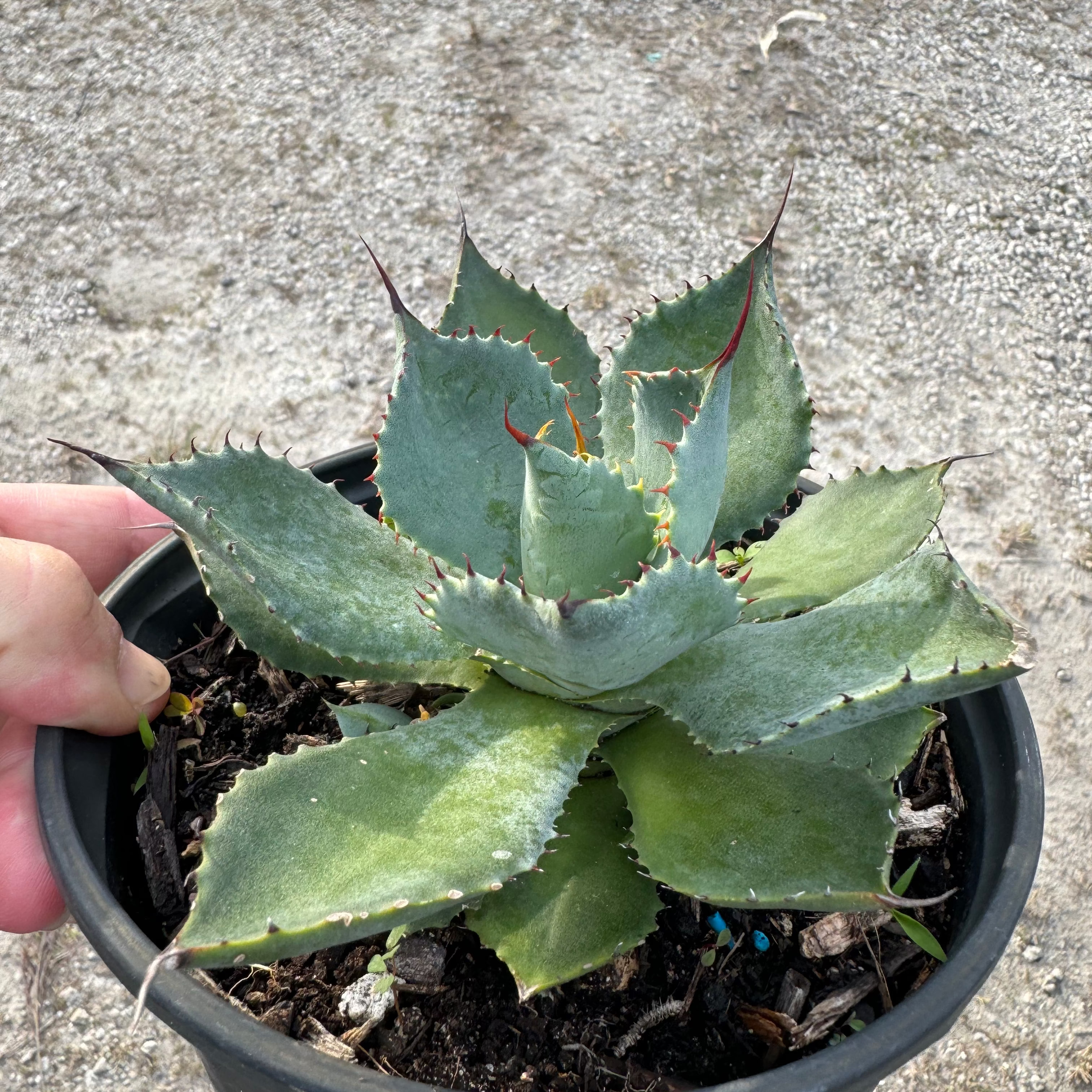 Agave Parryi Parry&