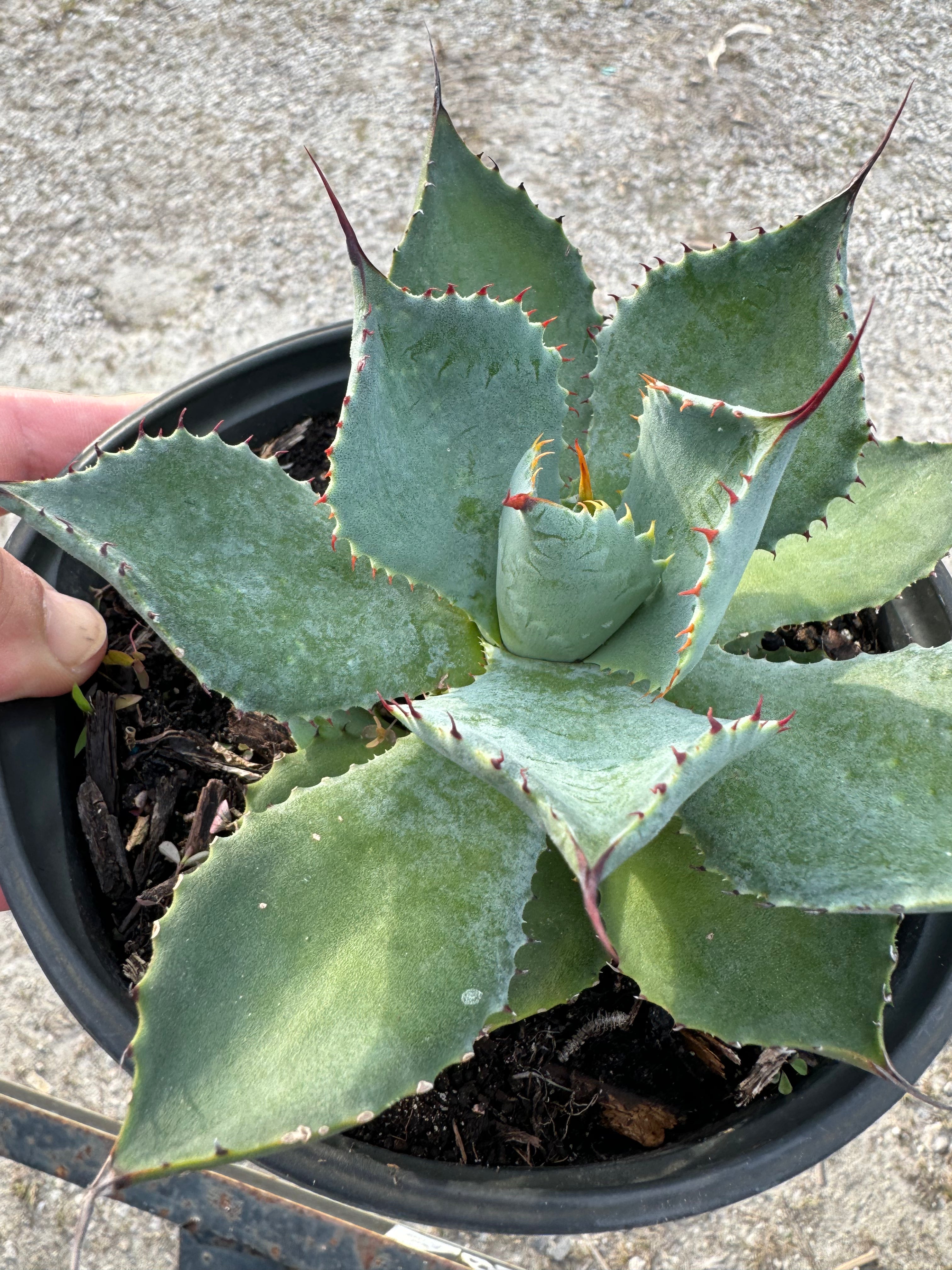 Agave Parryi Artichoke &