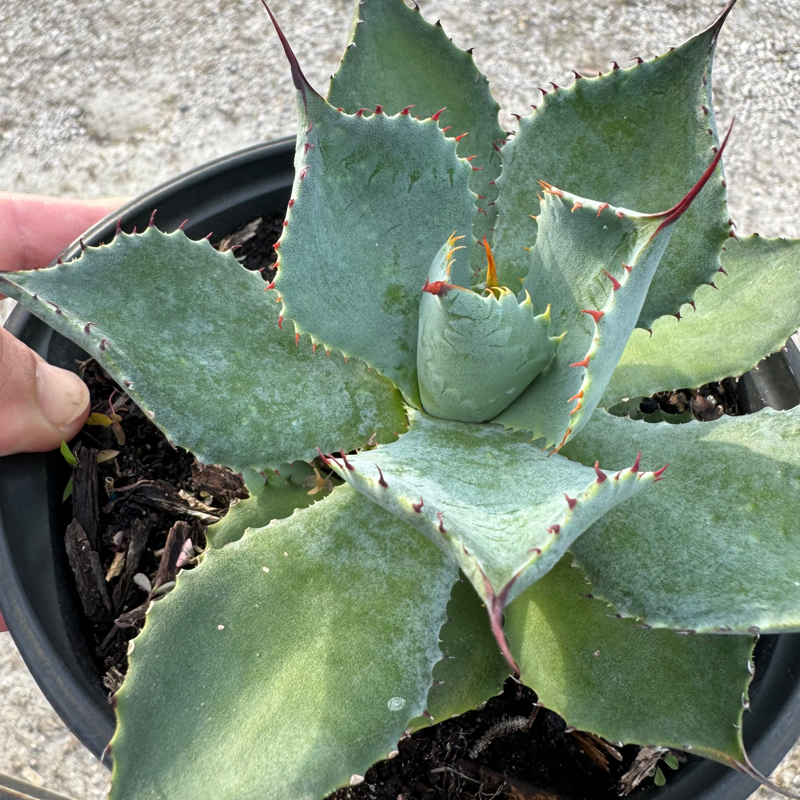 Agave Parryi Artichoke &