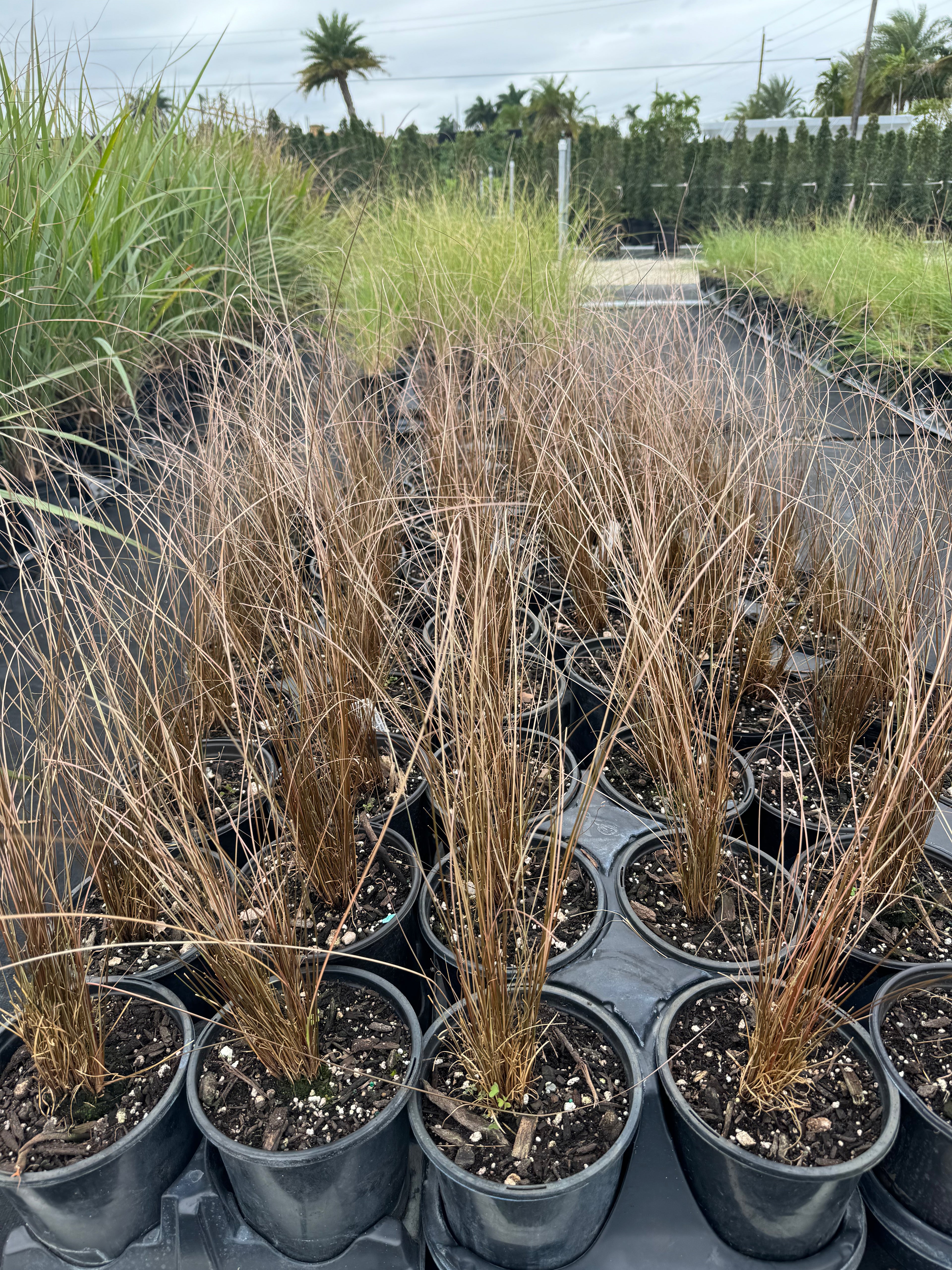 Red Rooster Buchananii Leathery Grass