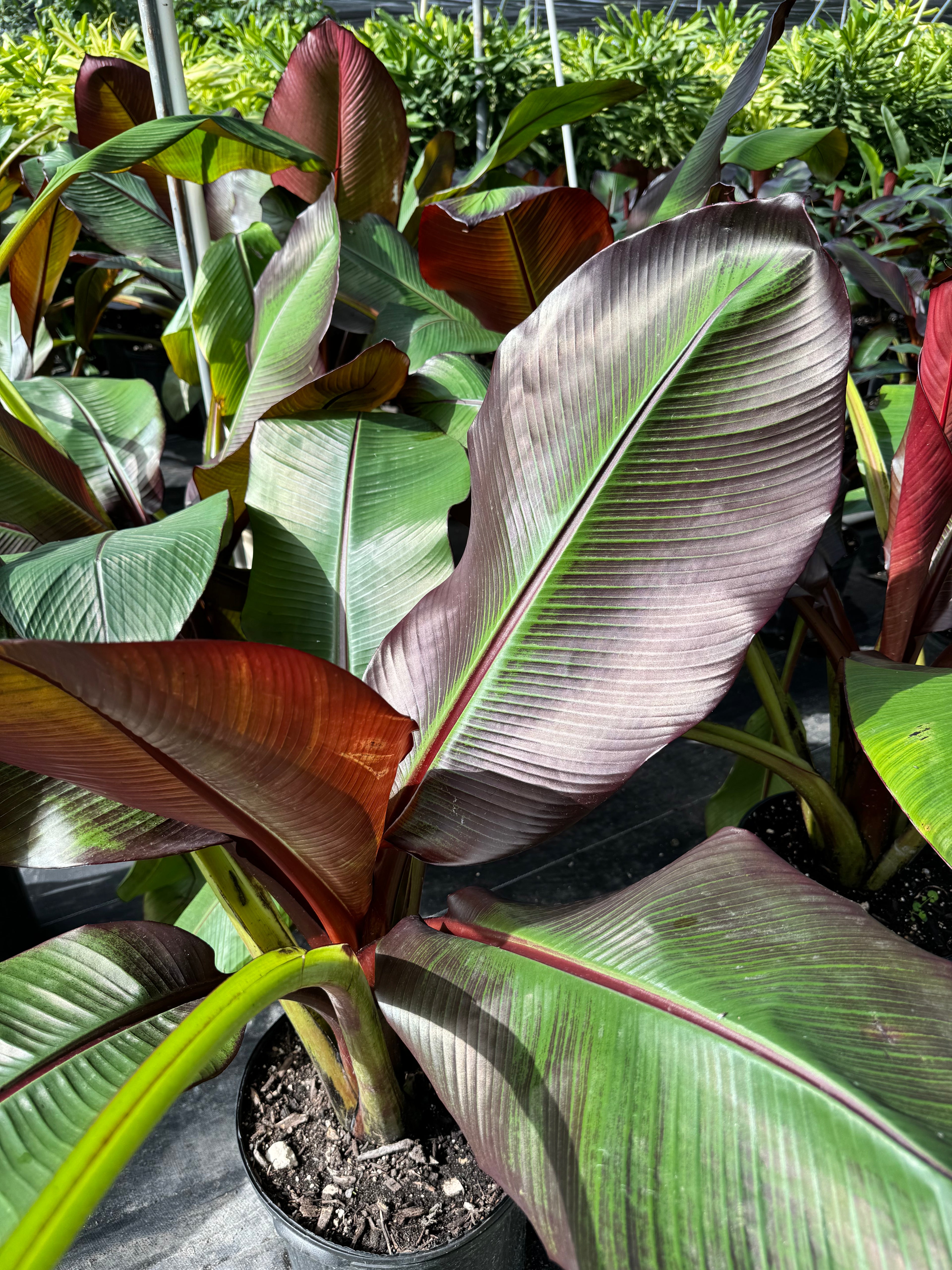 Musa Ensete Maurelii Red Abyssinian