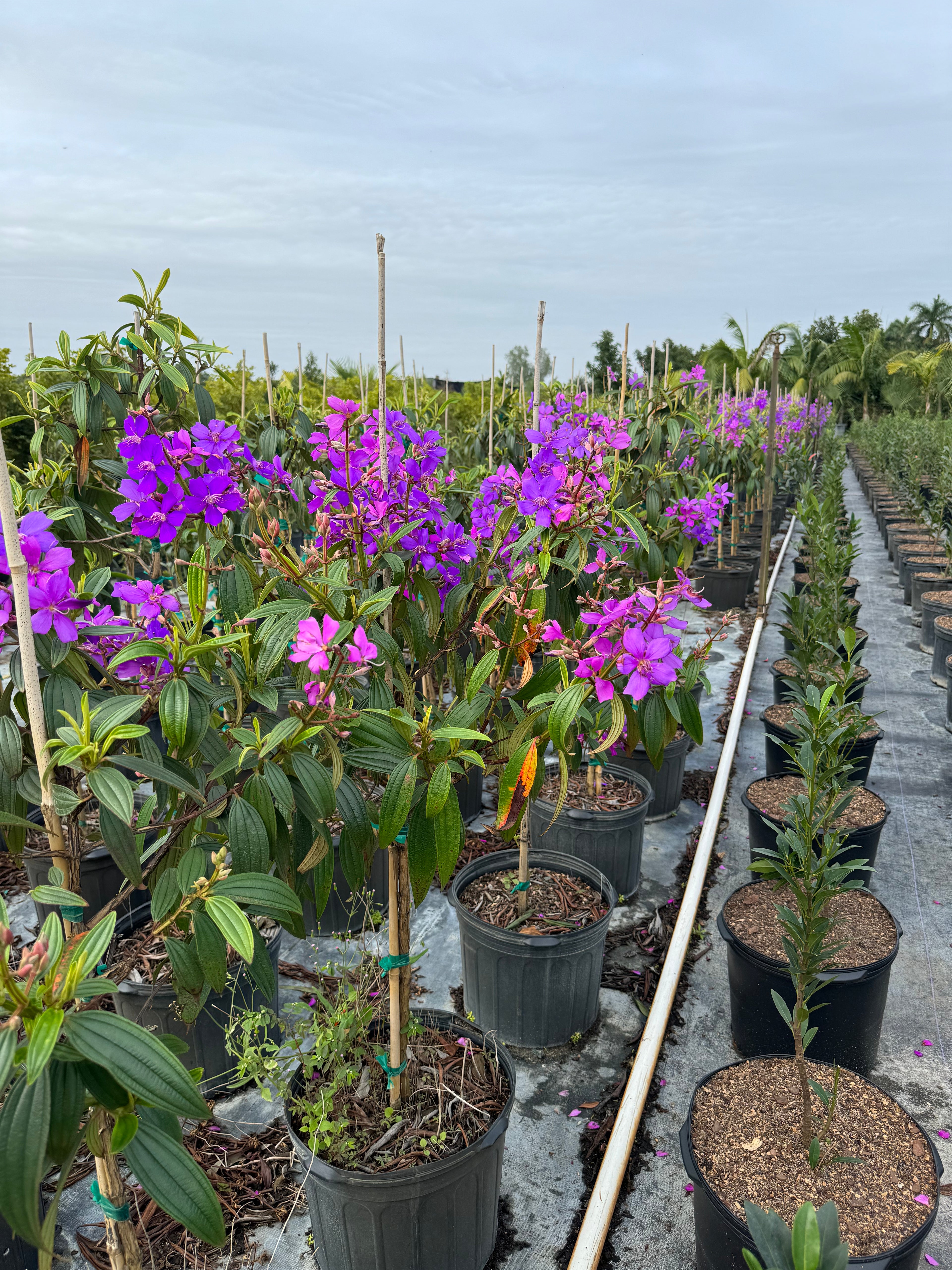 Purple Glory Flowering Tree Tibouchina