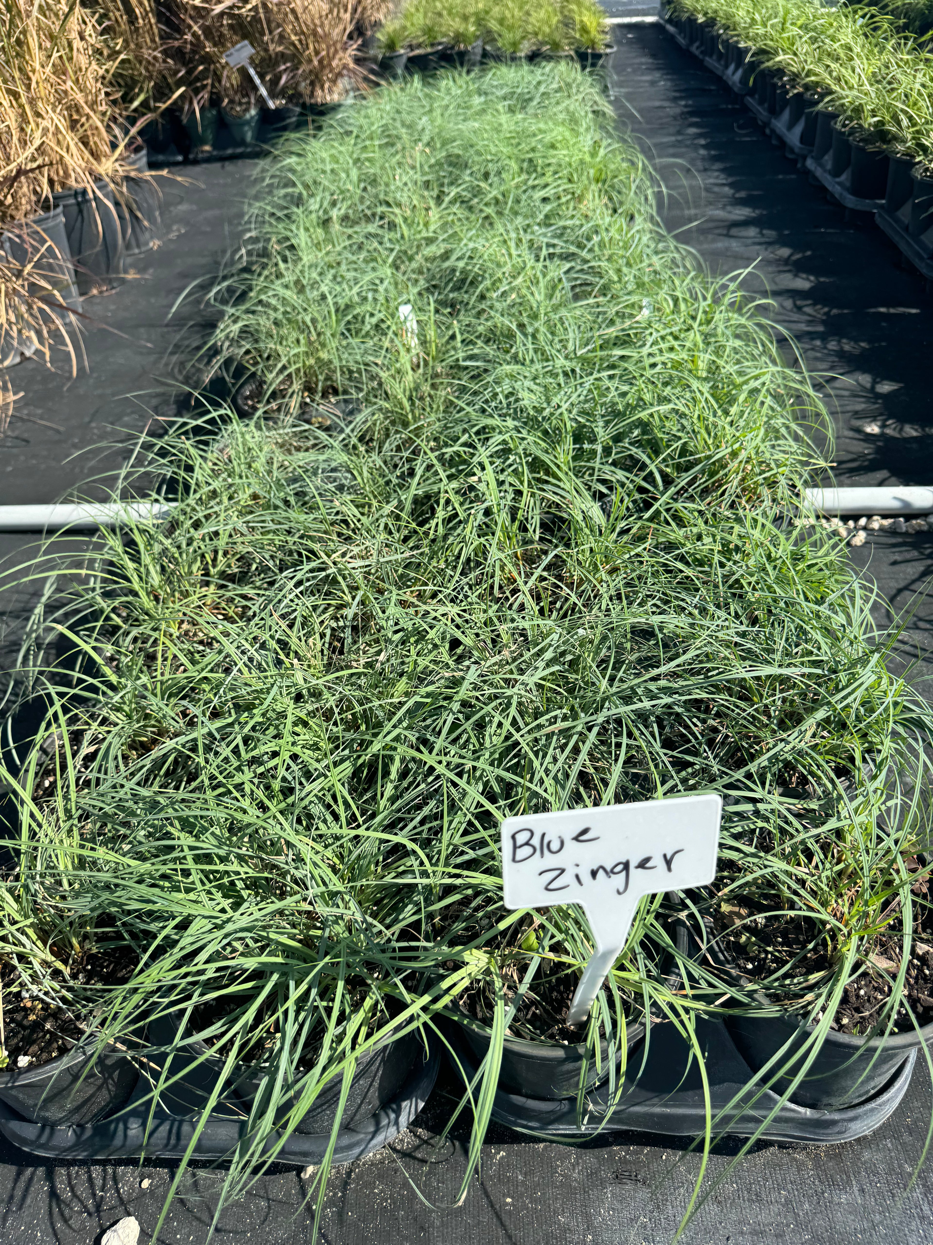 Blue Zinger Sedge Carex Flacca Grass