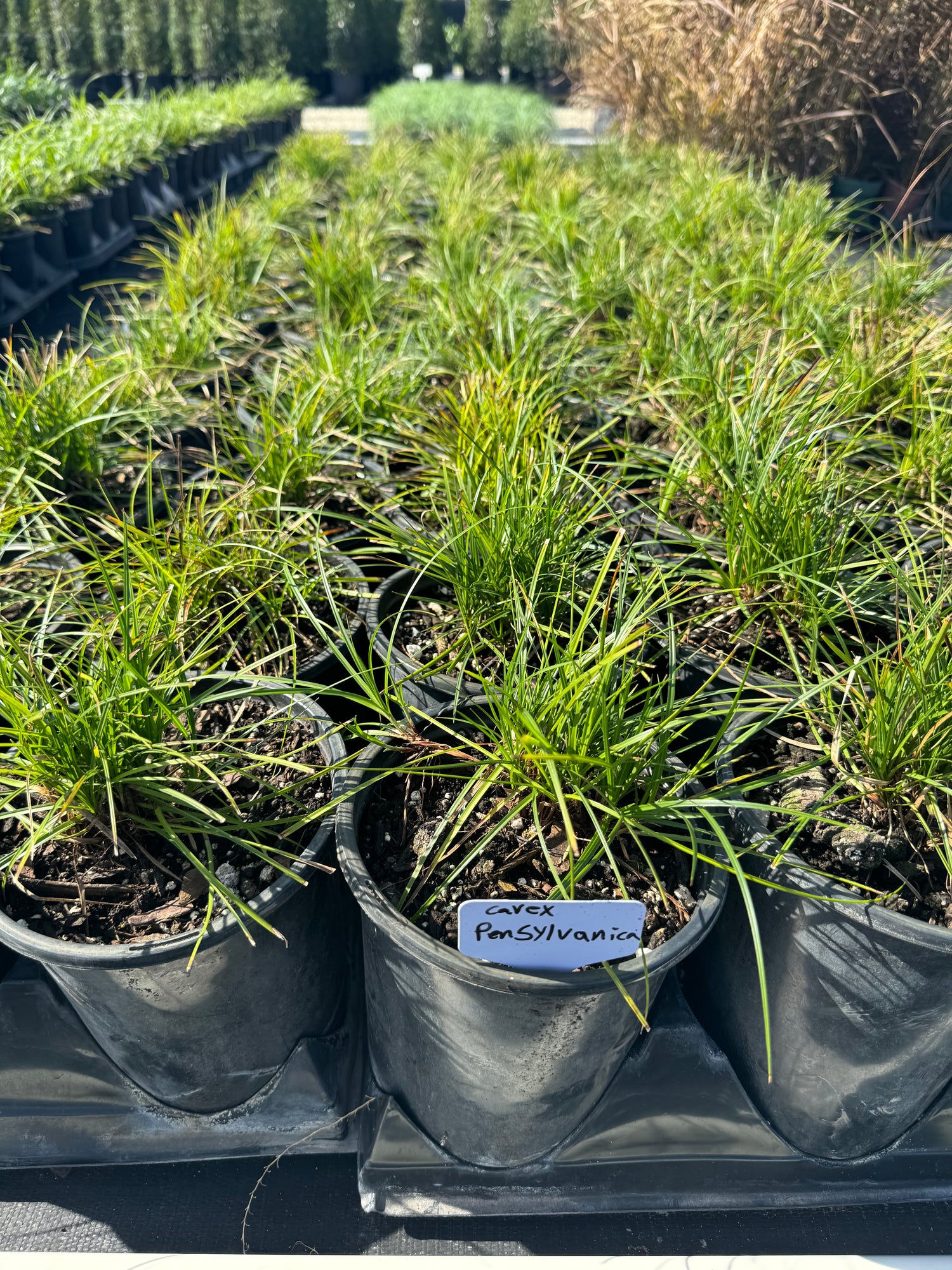 Pennsylvania Sedge, Carex Pensylvanica Grass