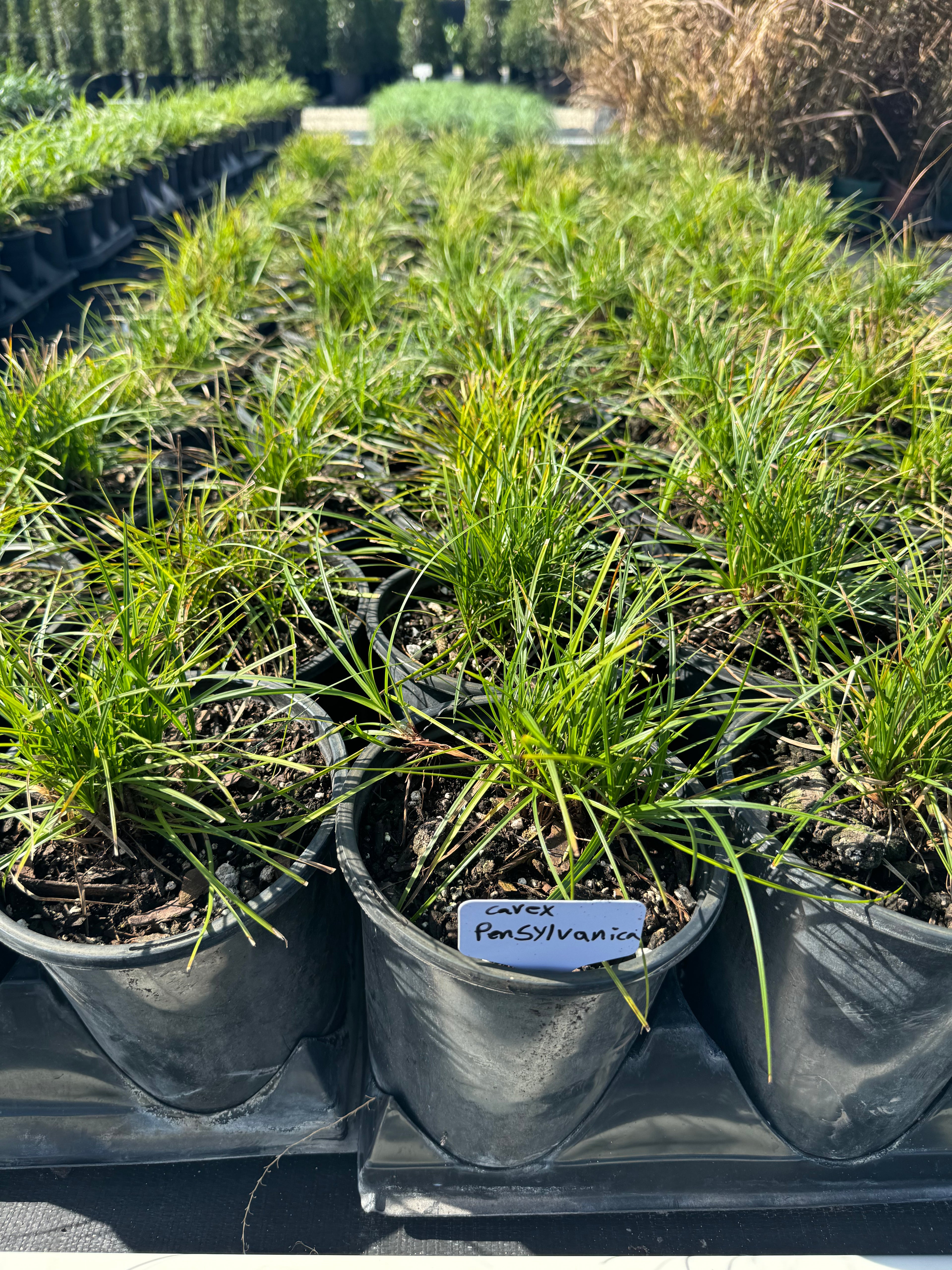 Pennsylvania Sedge, Carex Pensylvanica Grass