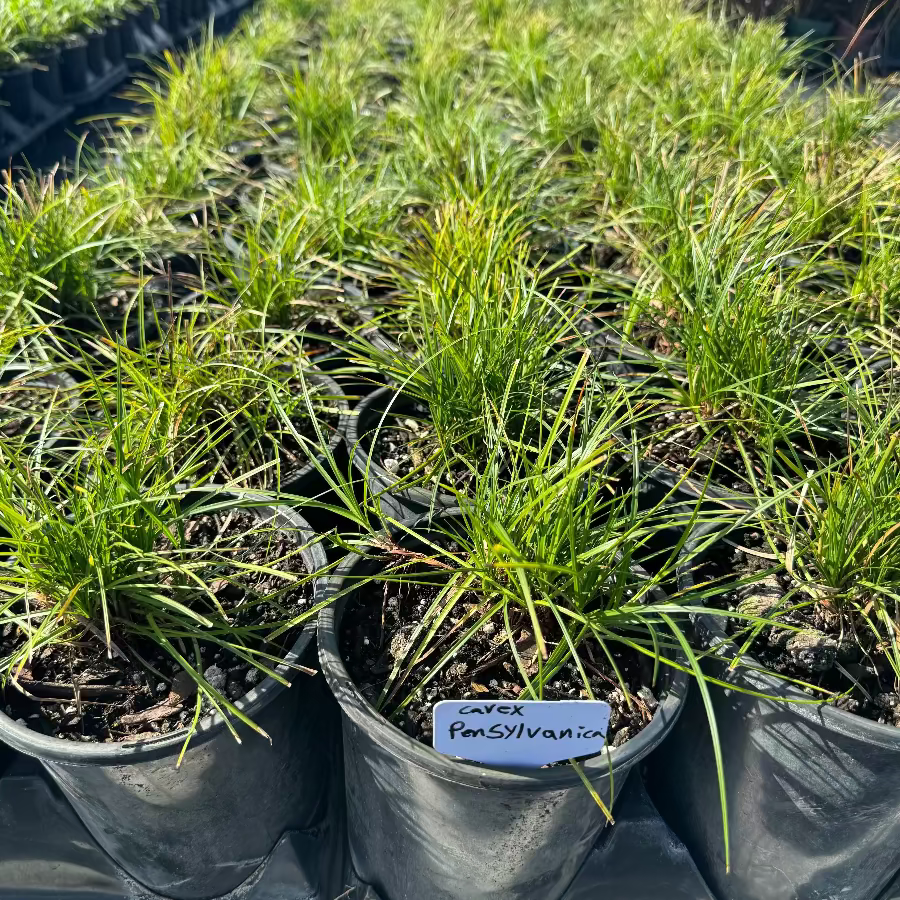 Pennsylvania Sedge, Carex Pensylvanica Grass Green grass