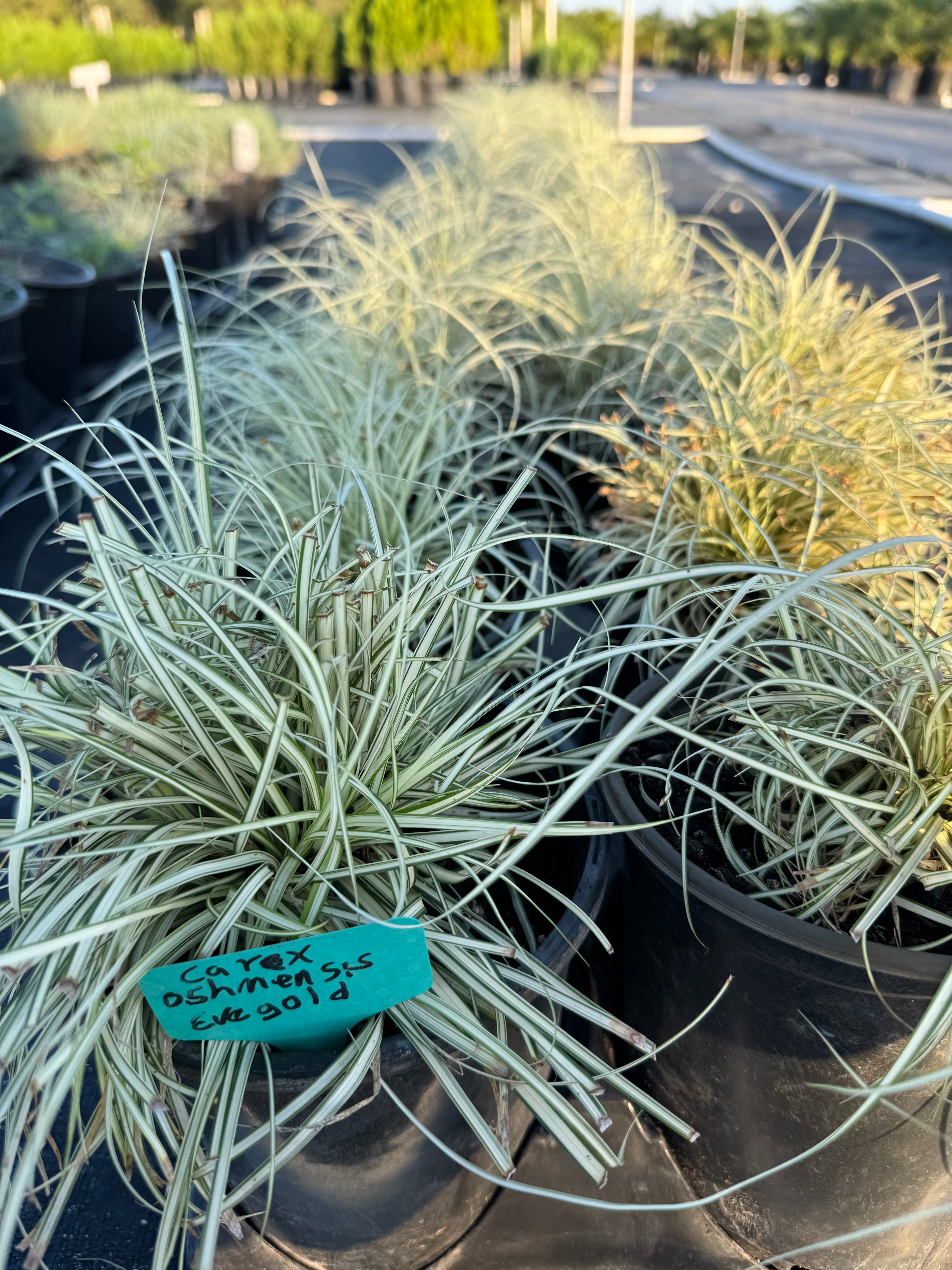 Carex Evergold Japanese Sedge Grass