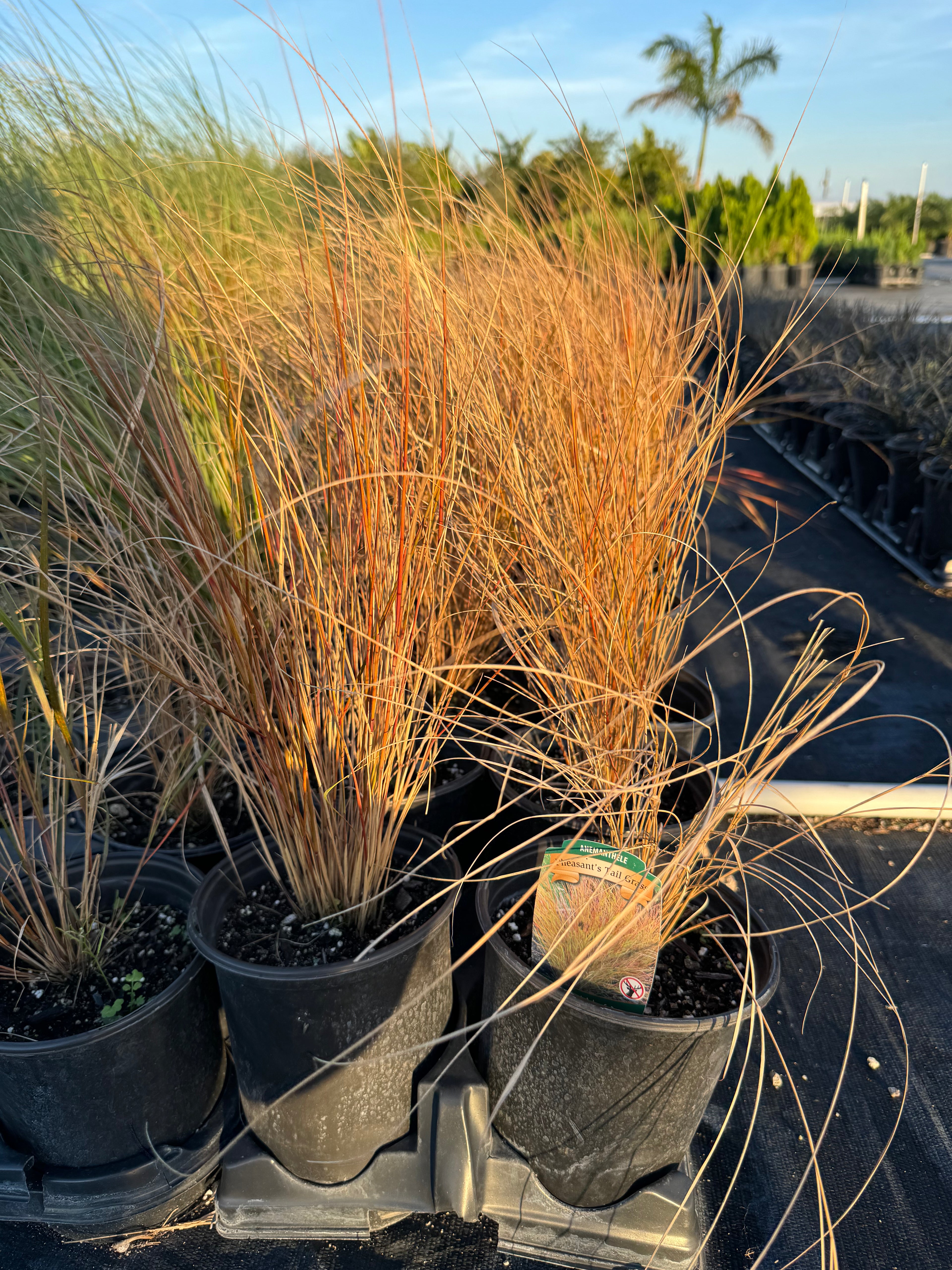 New Zealand Wind Grass