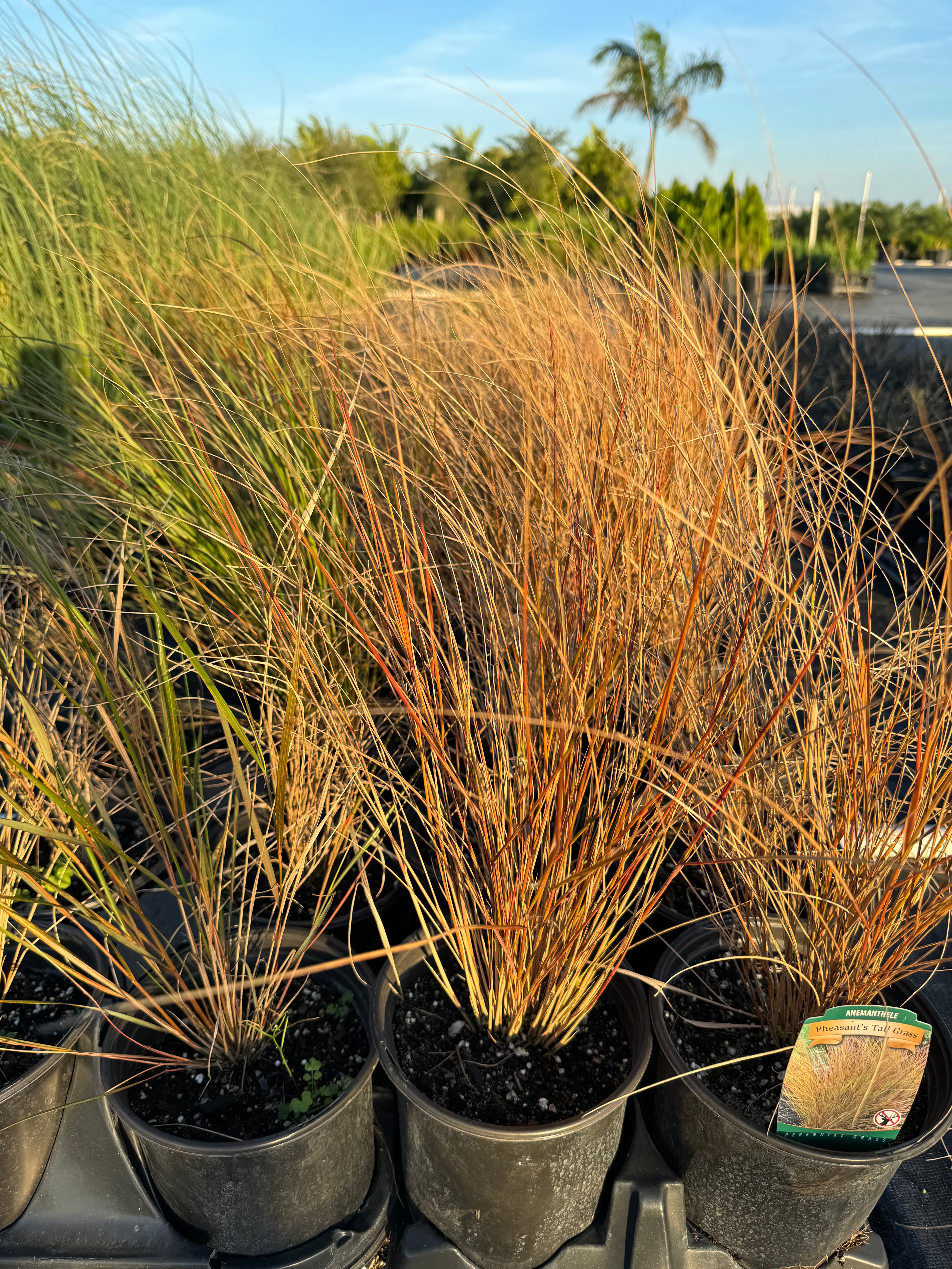 New Zealand Wind Grass