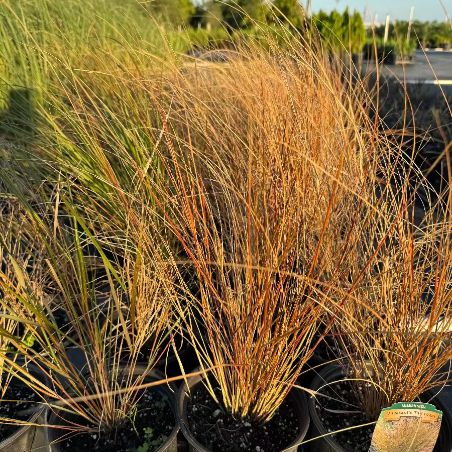 New Zealand wind grass Garden scene with tall grasses and autumn foliage