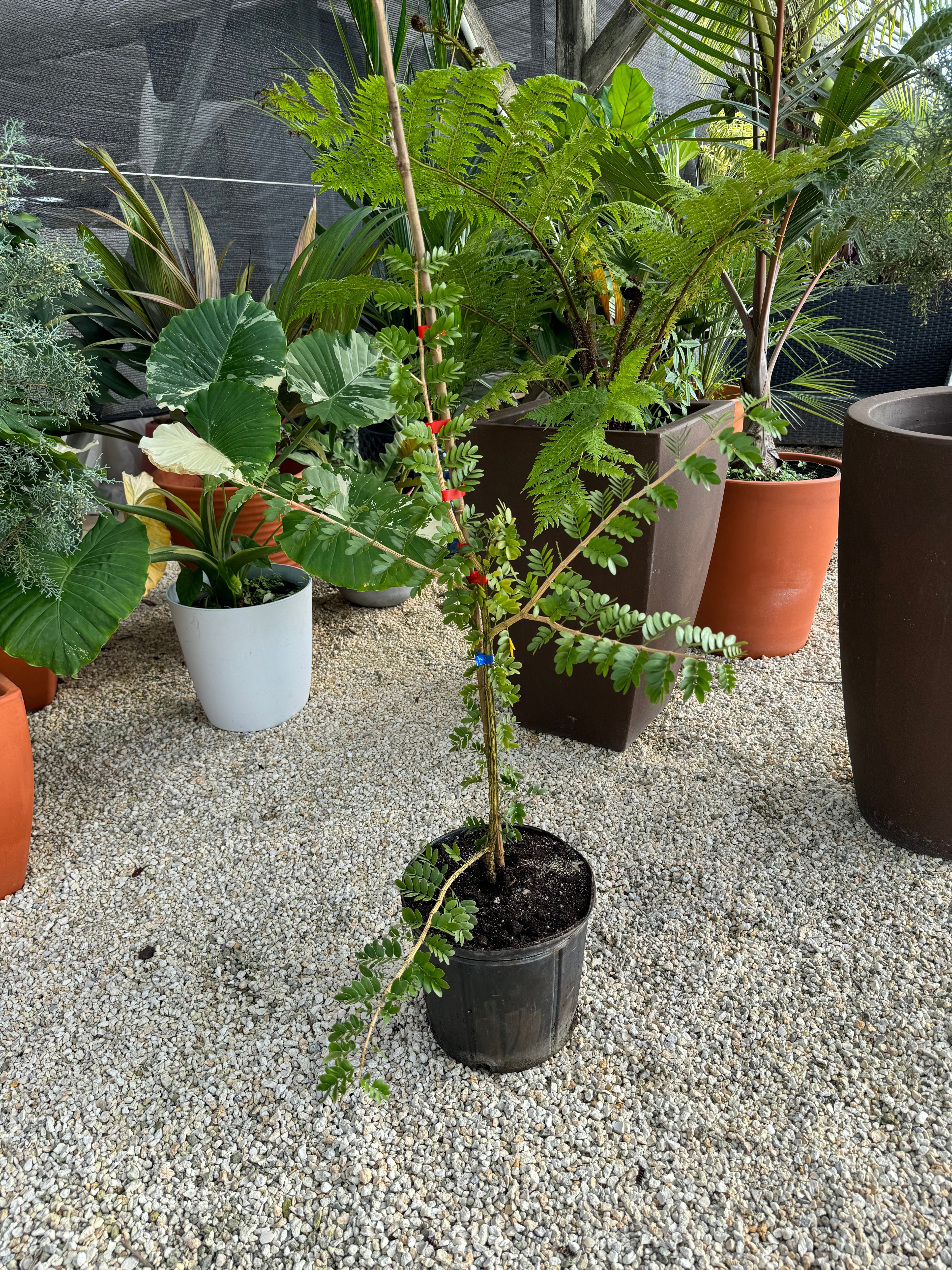 Lignum Vitae Sanctum Native Flowering Tree of Life