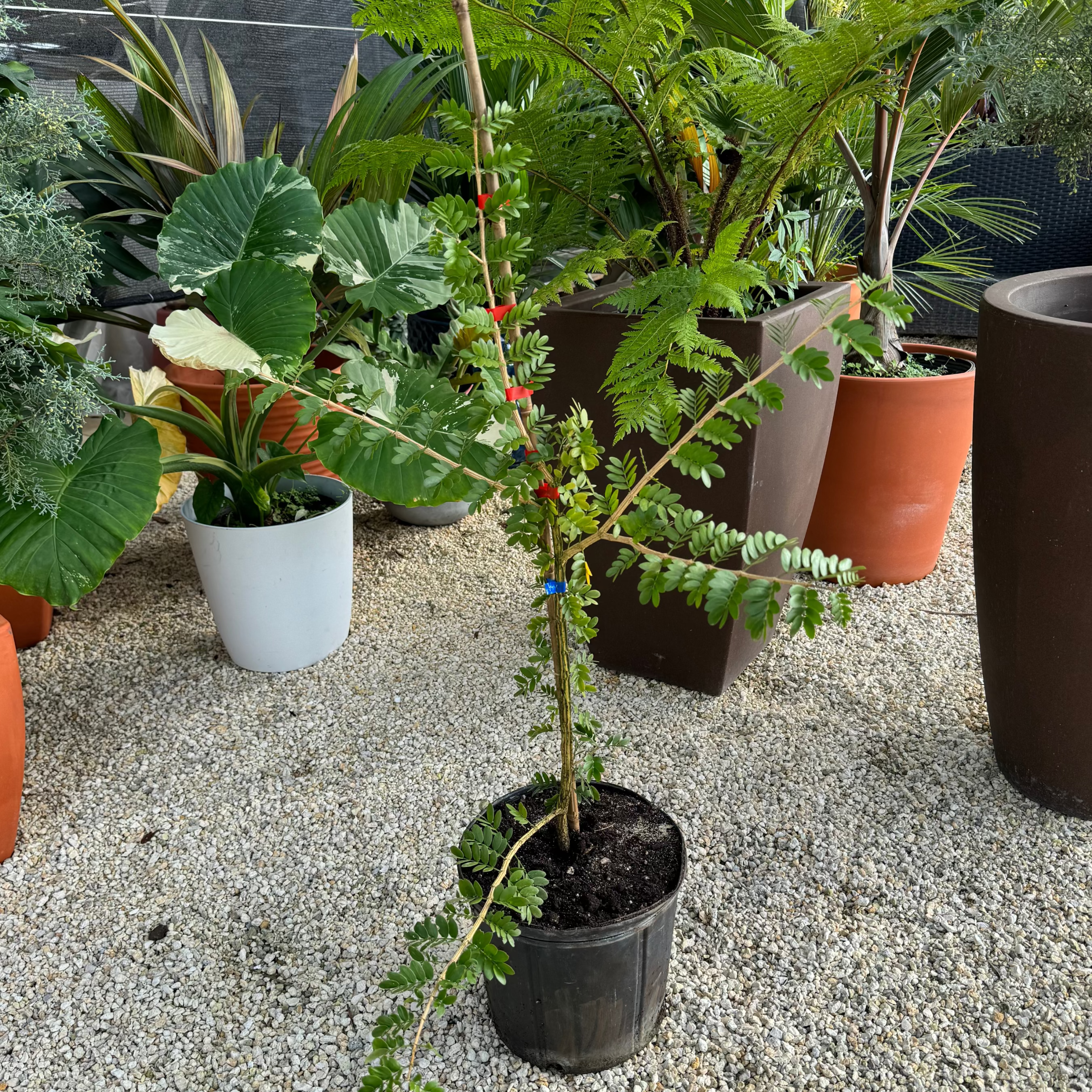 Lignum Vitae Sanctum Native Flowering Tree of Life Nursery Pot 5gal