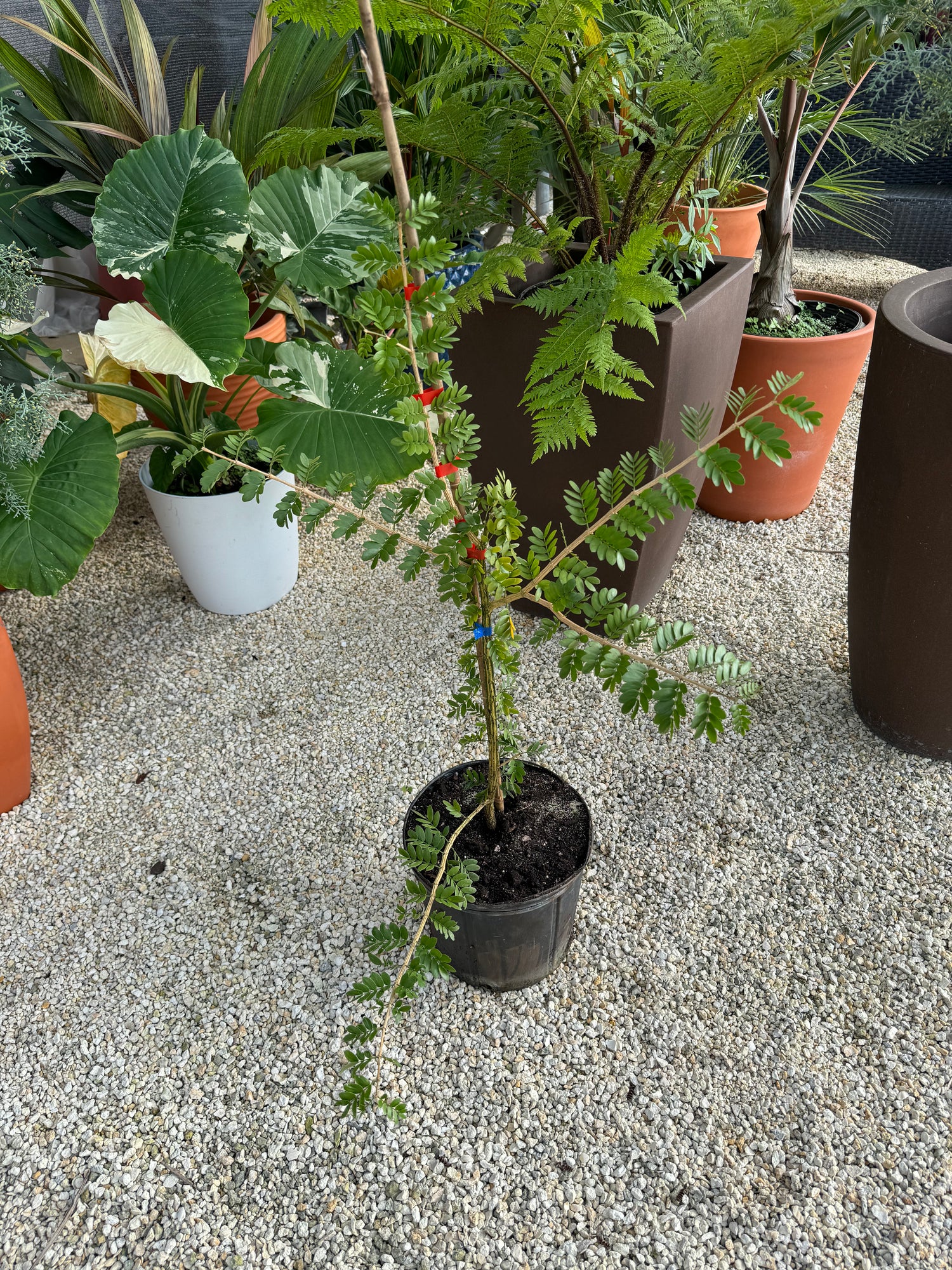 Lignum Vitae Sanctum Native Flowering Tree of Life