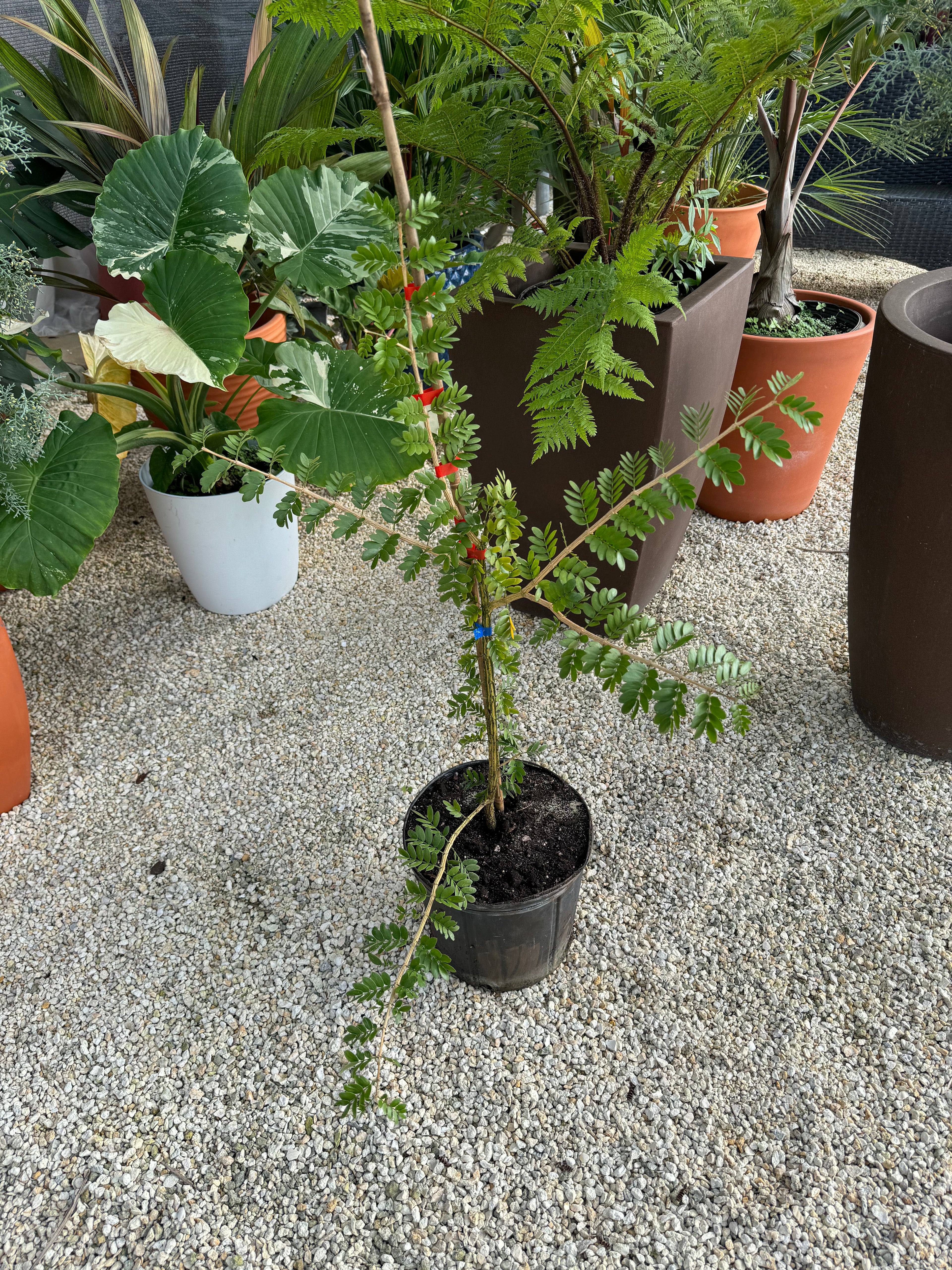 Lignum Vitae Sanctum Native Flowering Tree of Life