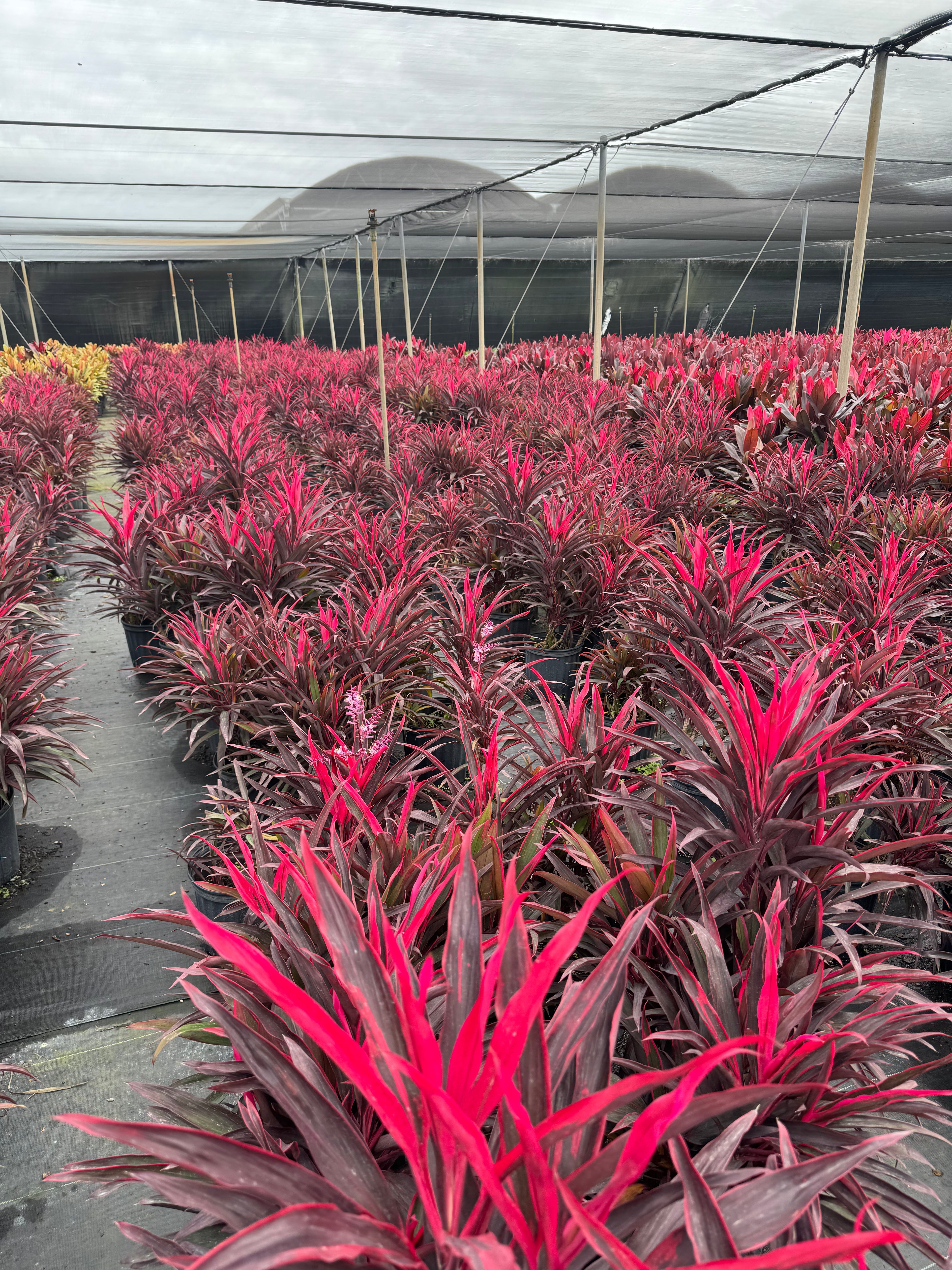 multiple Cordyline Chili Pepper Fruticosa Ti Plant