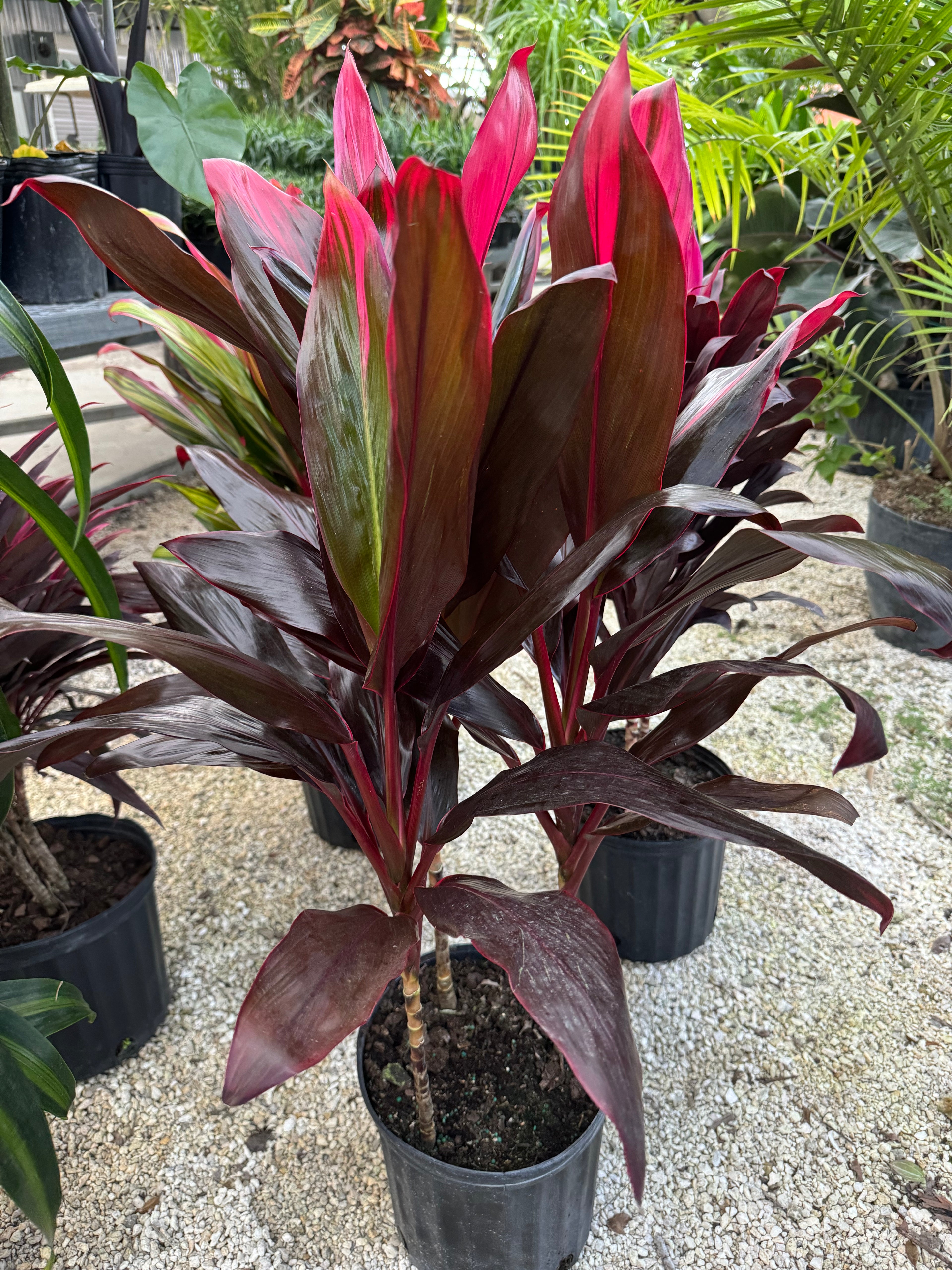 Cordyline Florida, Terminalis Ti Plants in a pot outside view