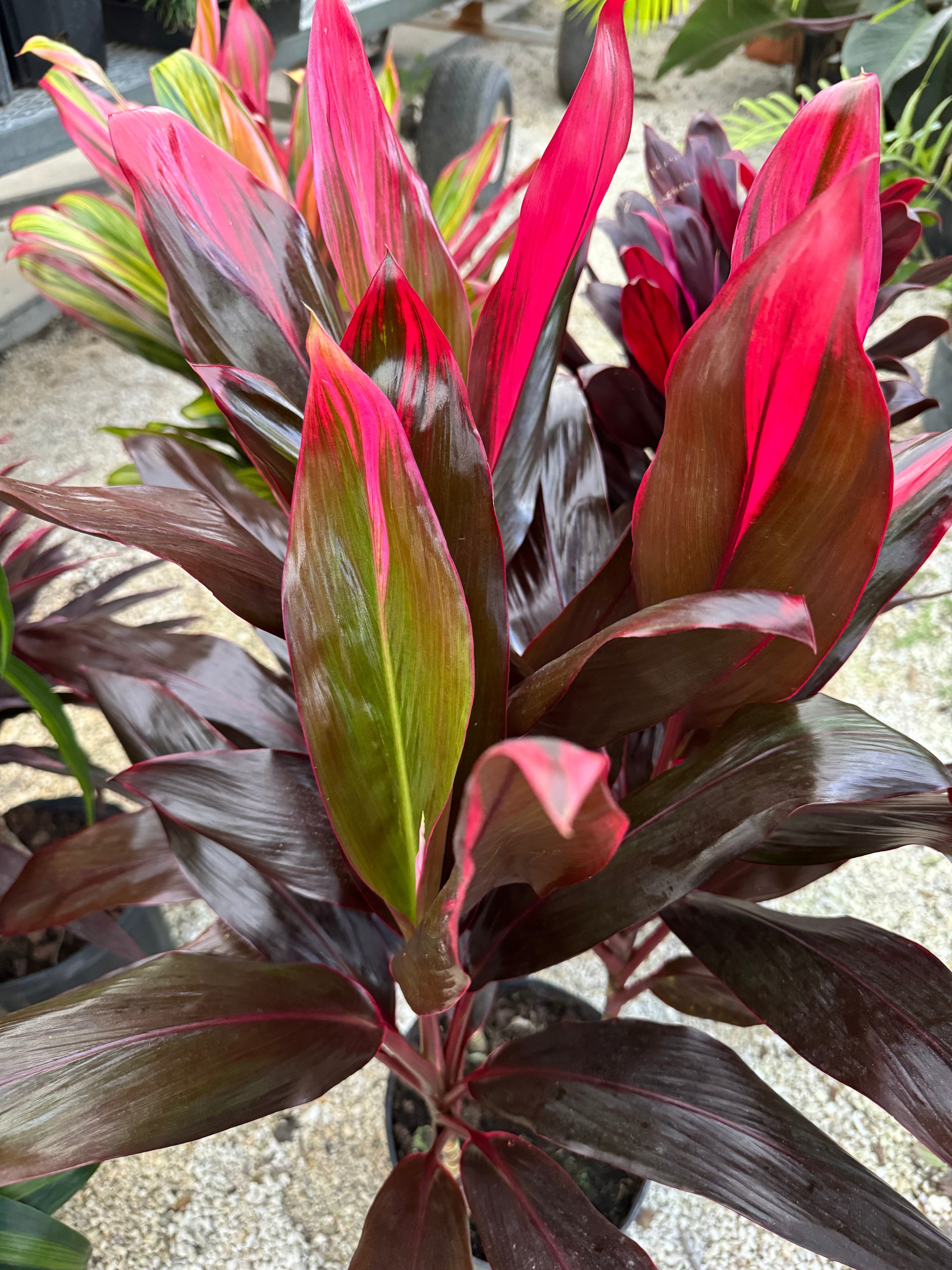 leaves of Cordyline Florida, Terminalis Ti Plants
