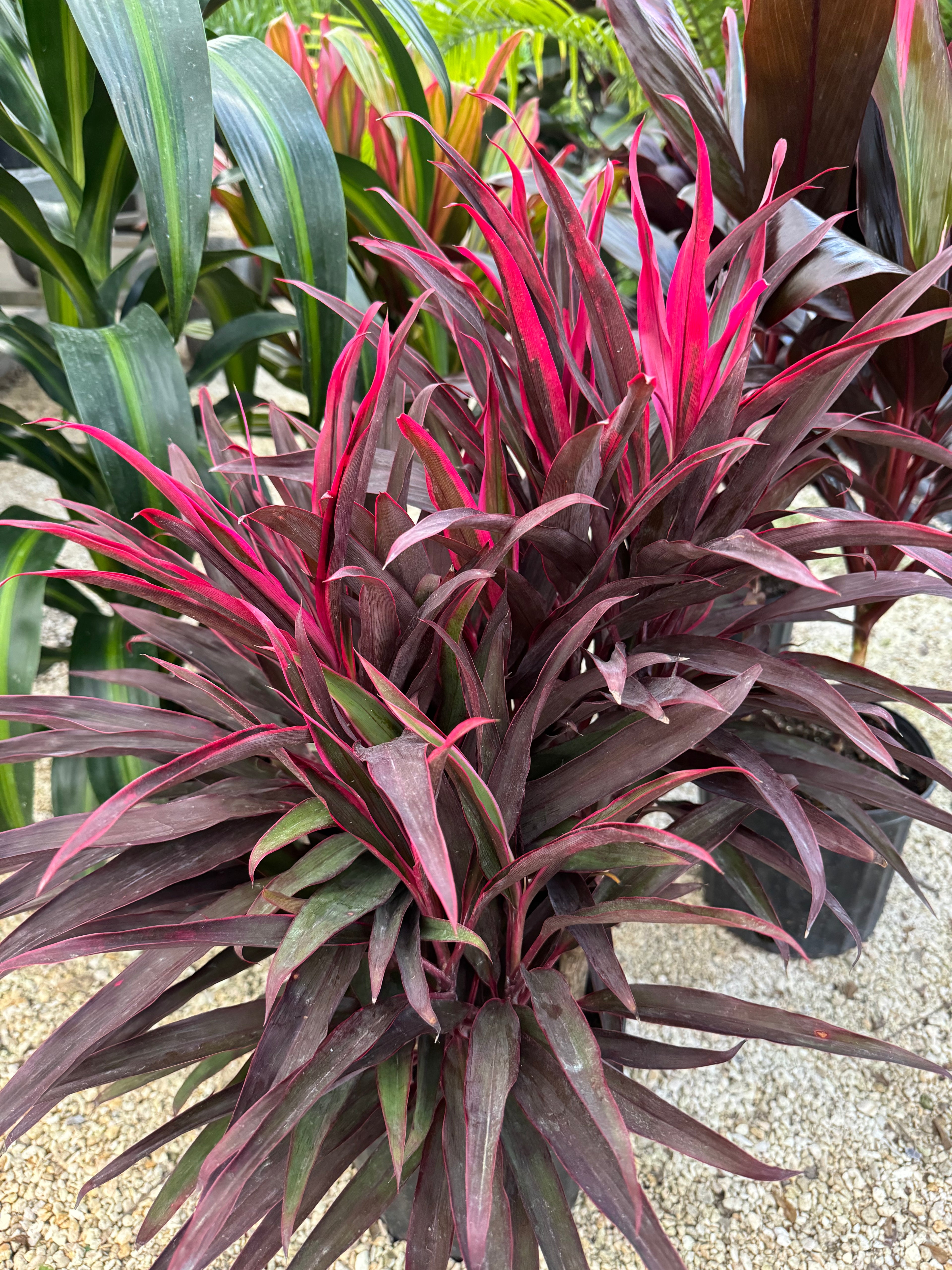 upper view of Cordyline Chili Pepper Fruticosa Ti Plant