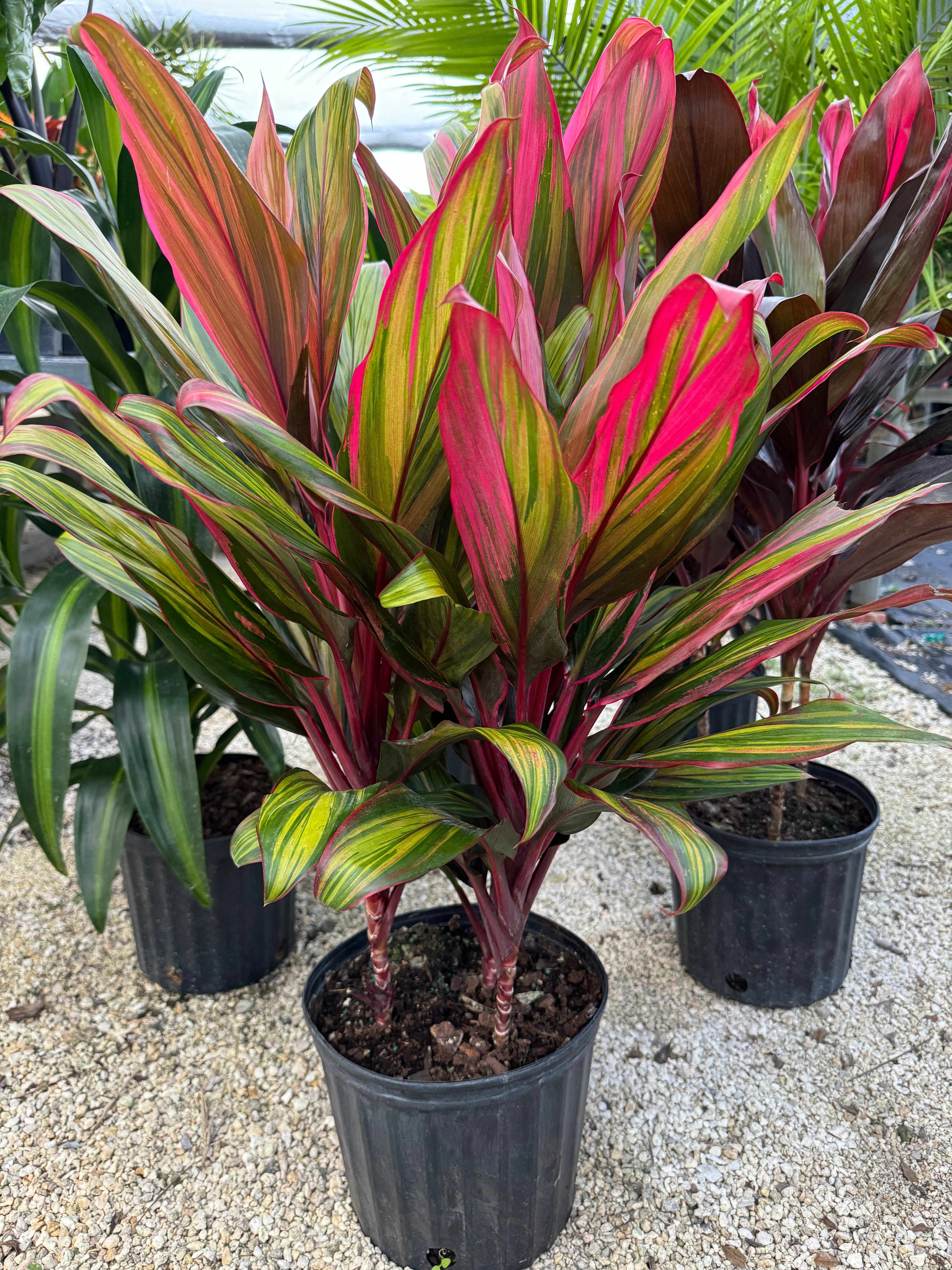 front view of Cordyline Harlequin Fruticosa Ti Plant outside