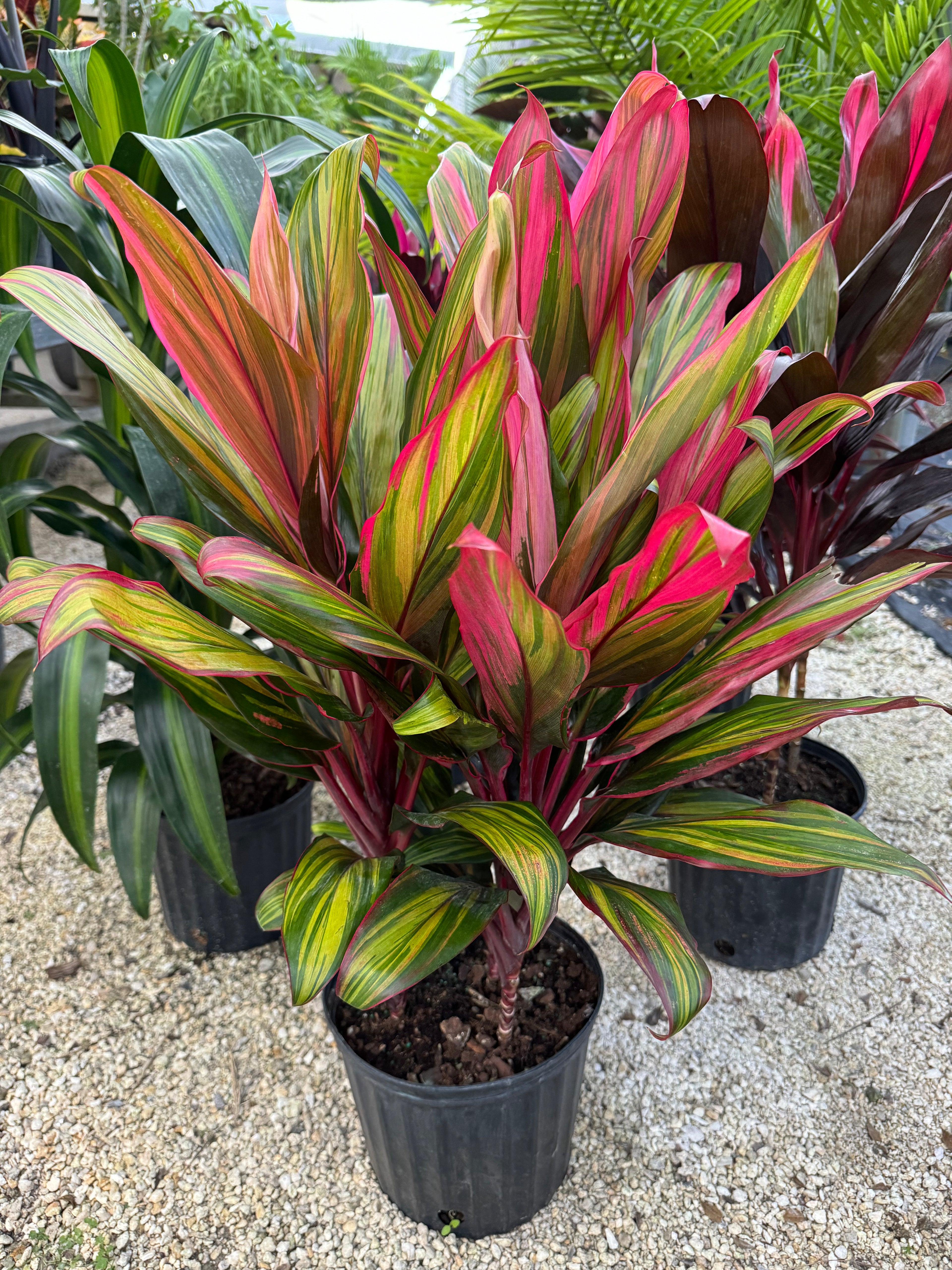 front view of Cordyline Harlequin Fruticosa Ti Plant
