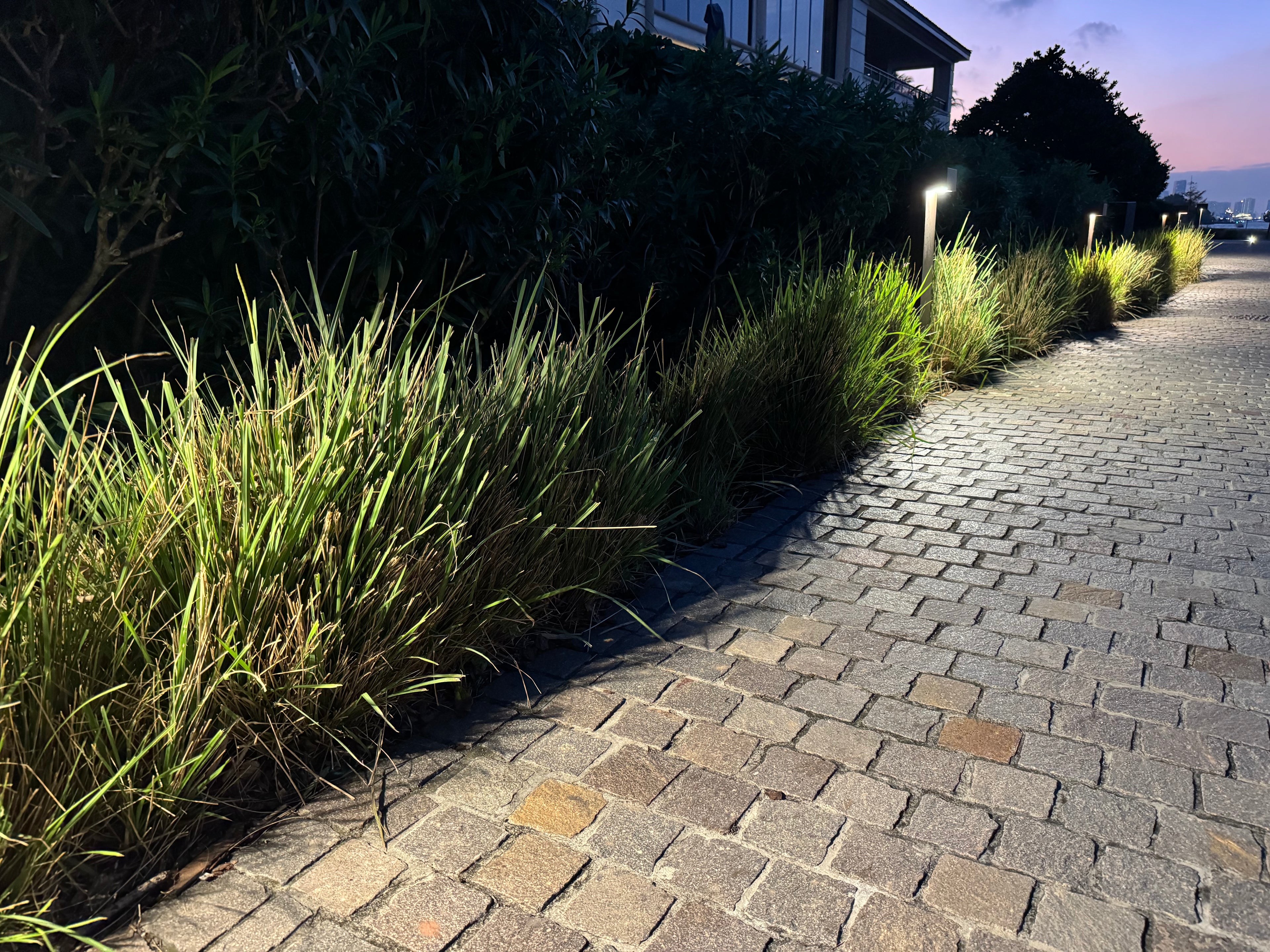 Dwarf Fakahatchee Ornamental Grass