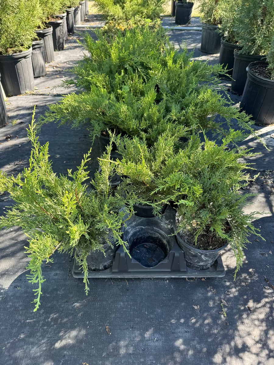 Potted Old Gold Juniper plants