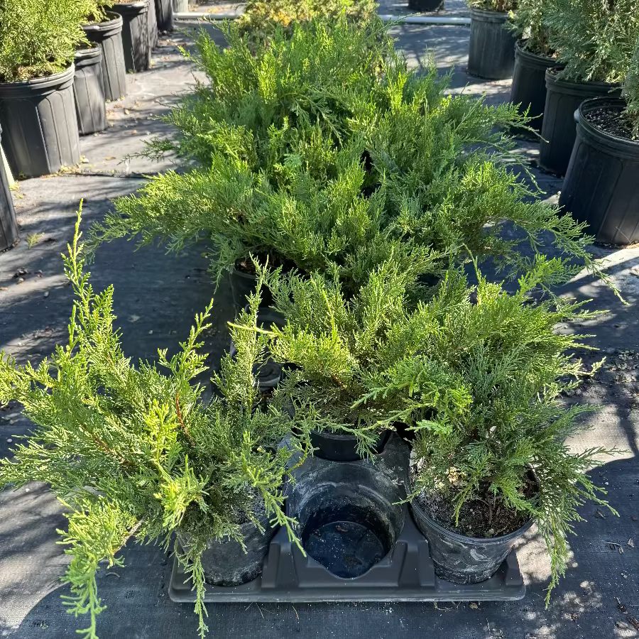 Potted Old Gold Juniper plants