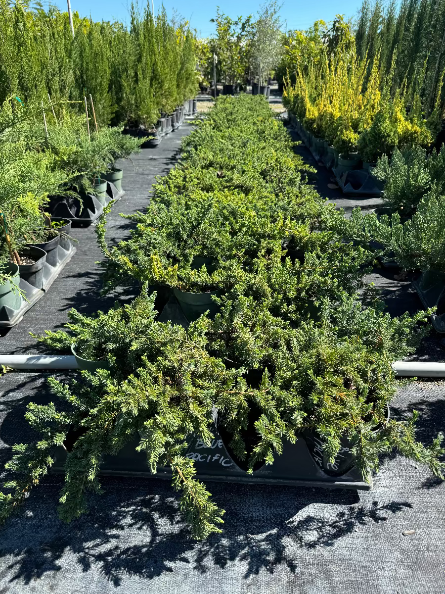Potted Old Gold Juniper plants