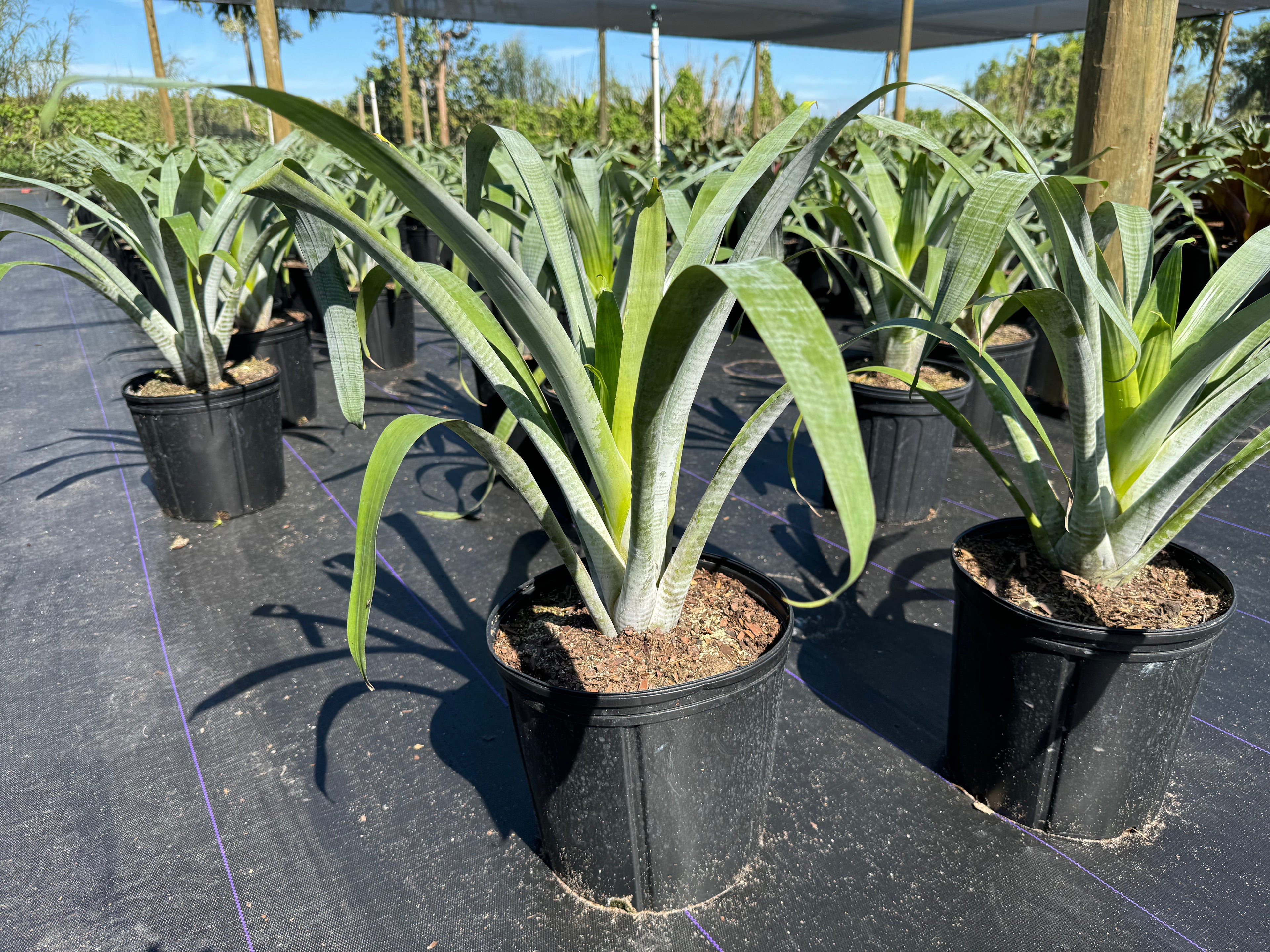 Bromeliad Odorata Alcantarea