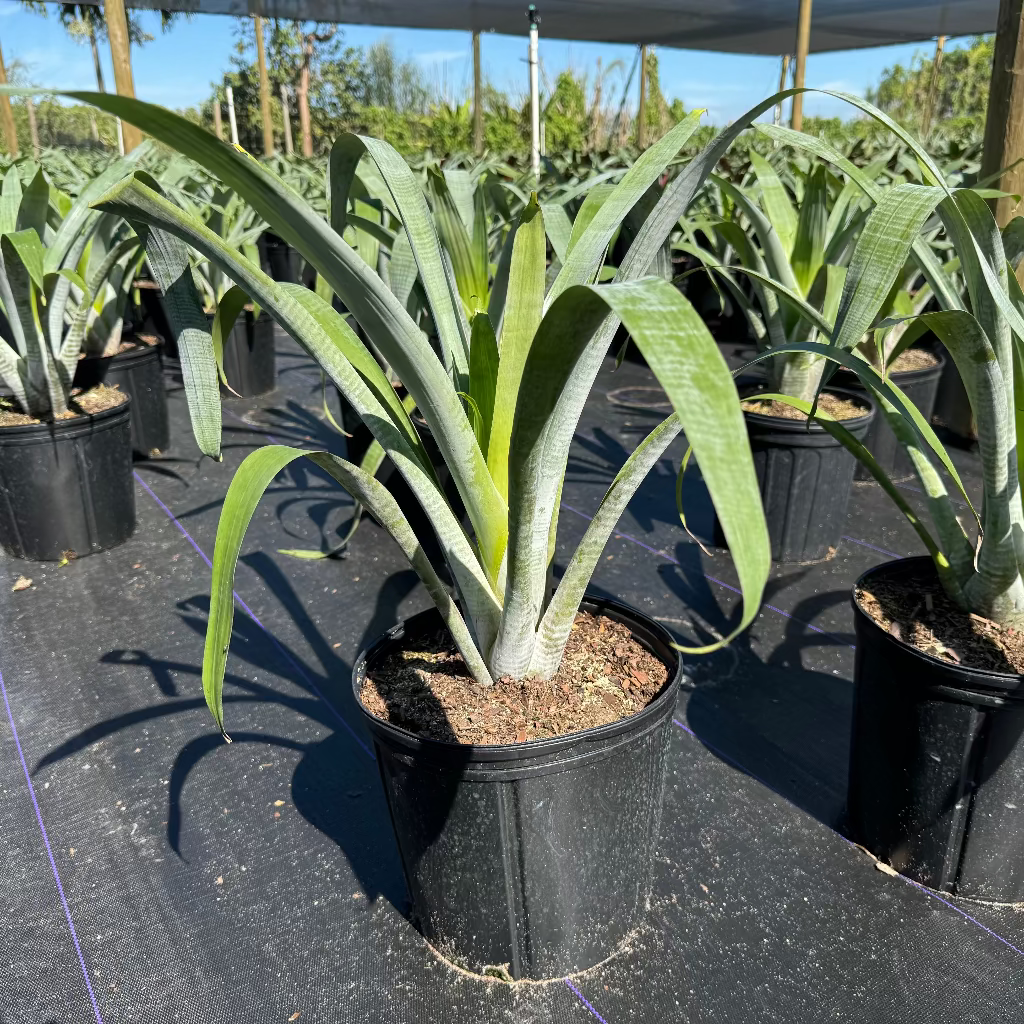 A Bromeliad Alcantarea Odorata plant with elongated silver foliage in an outdoor setting with greenery and a pink flower in the background.