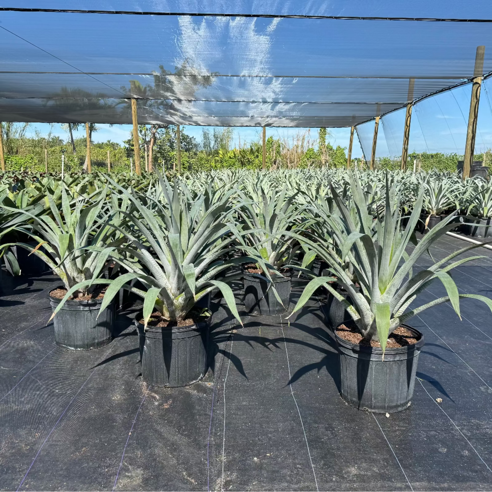 A Bromeliad Alcantarea Odorata plant with elongated silver foliage in an outdoor setting with greenery and a pink flower in the background.