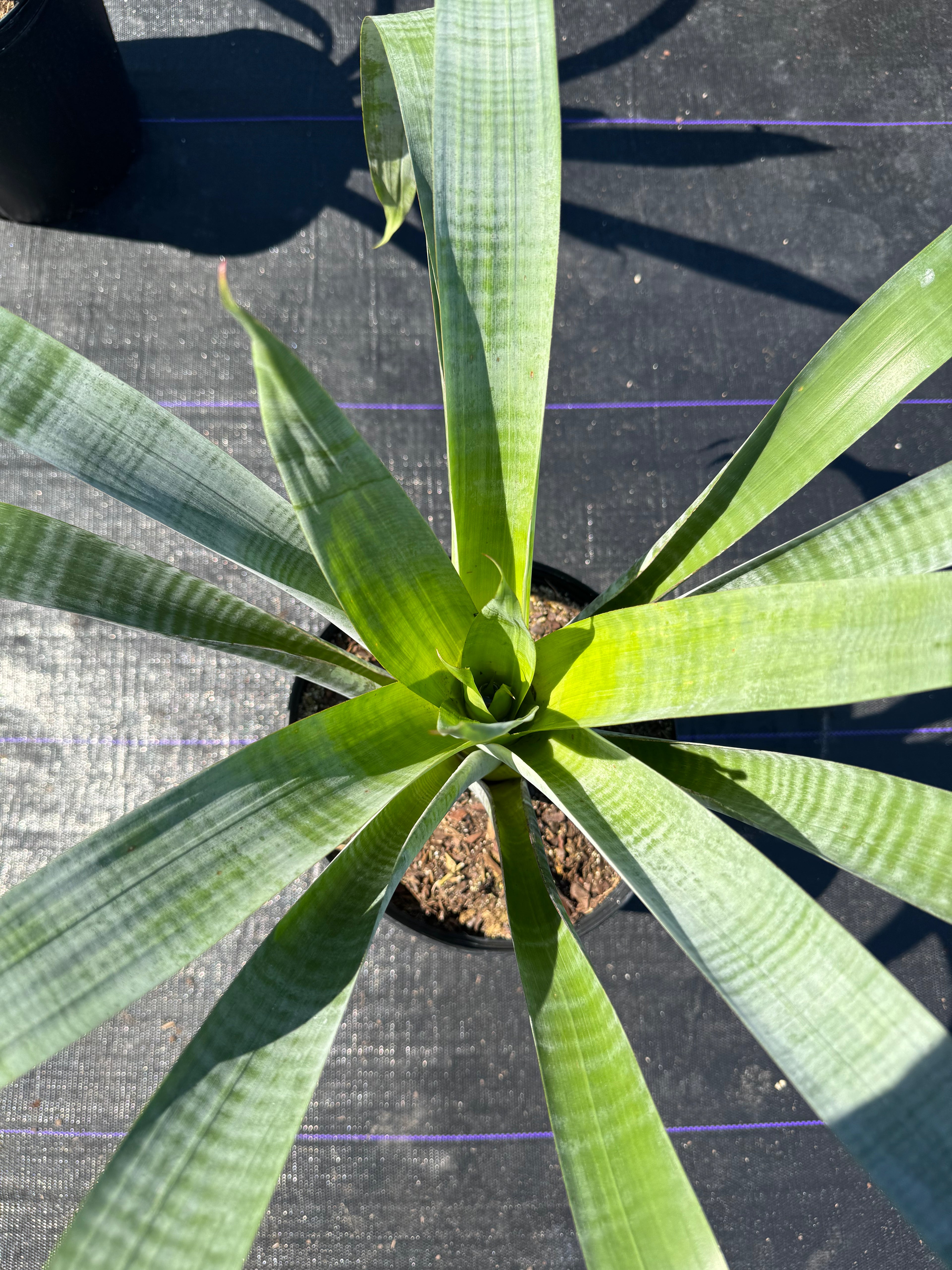 Bromeliad Odorata Alcantarea