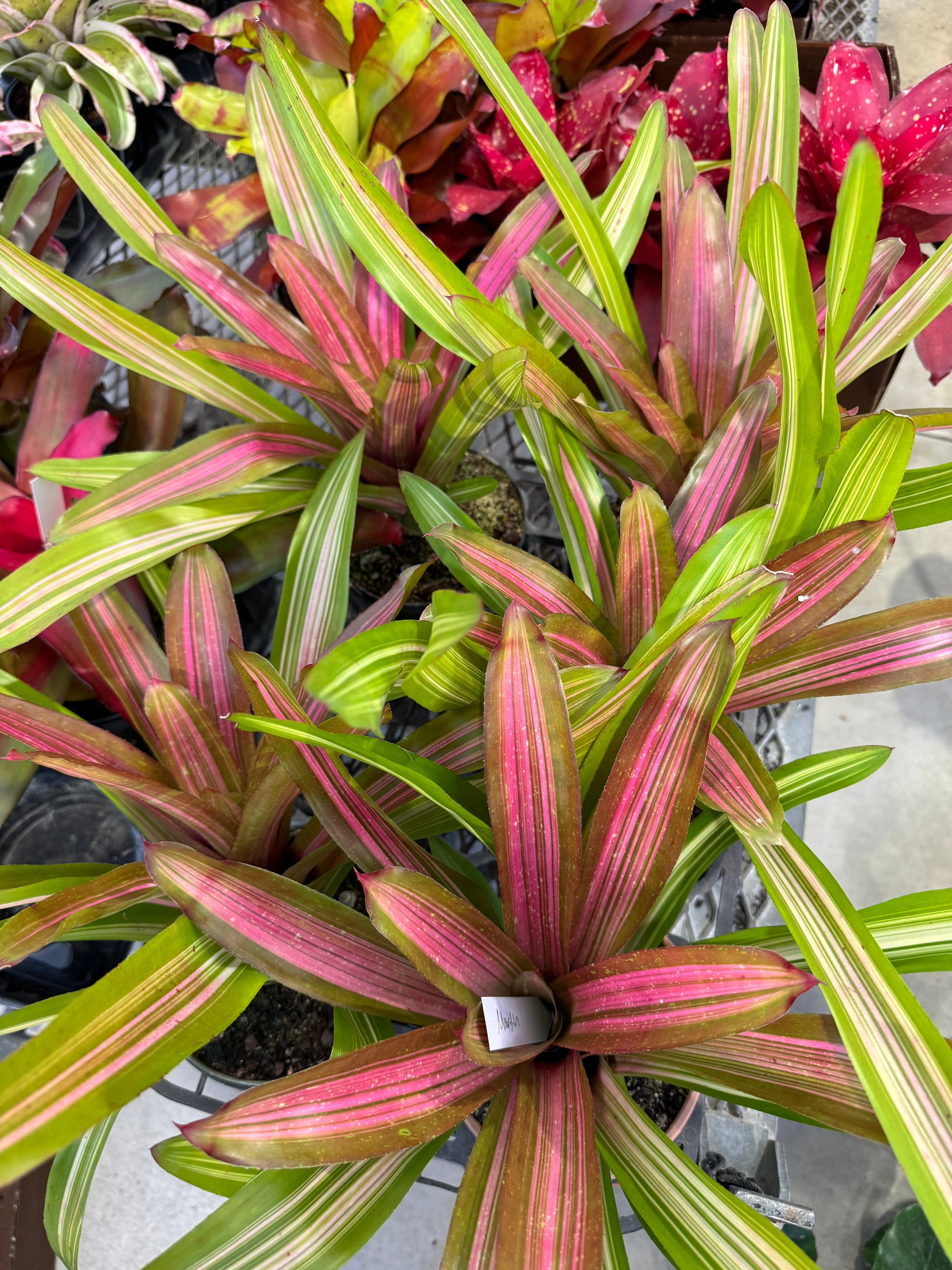 Bromeliad, Neoregelia Martin