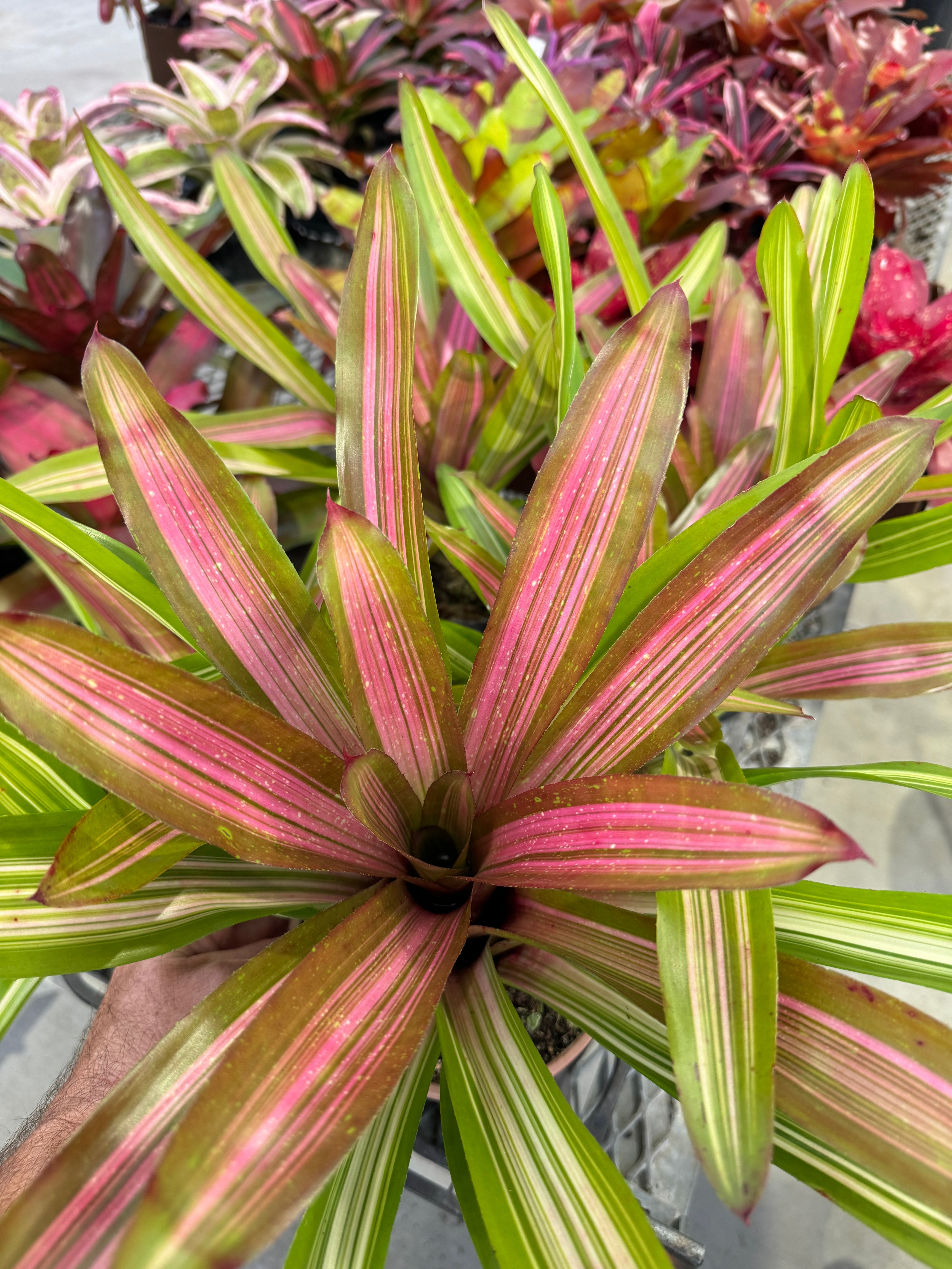 Bromeliad, Neoregelia Martin