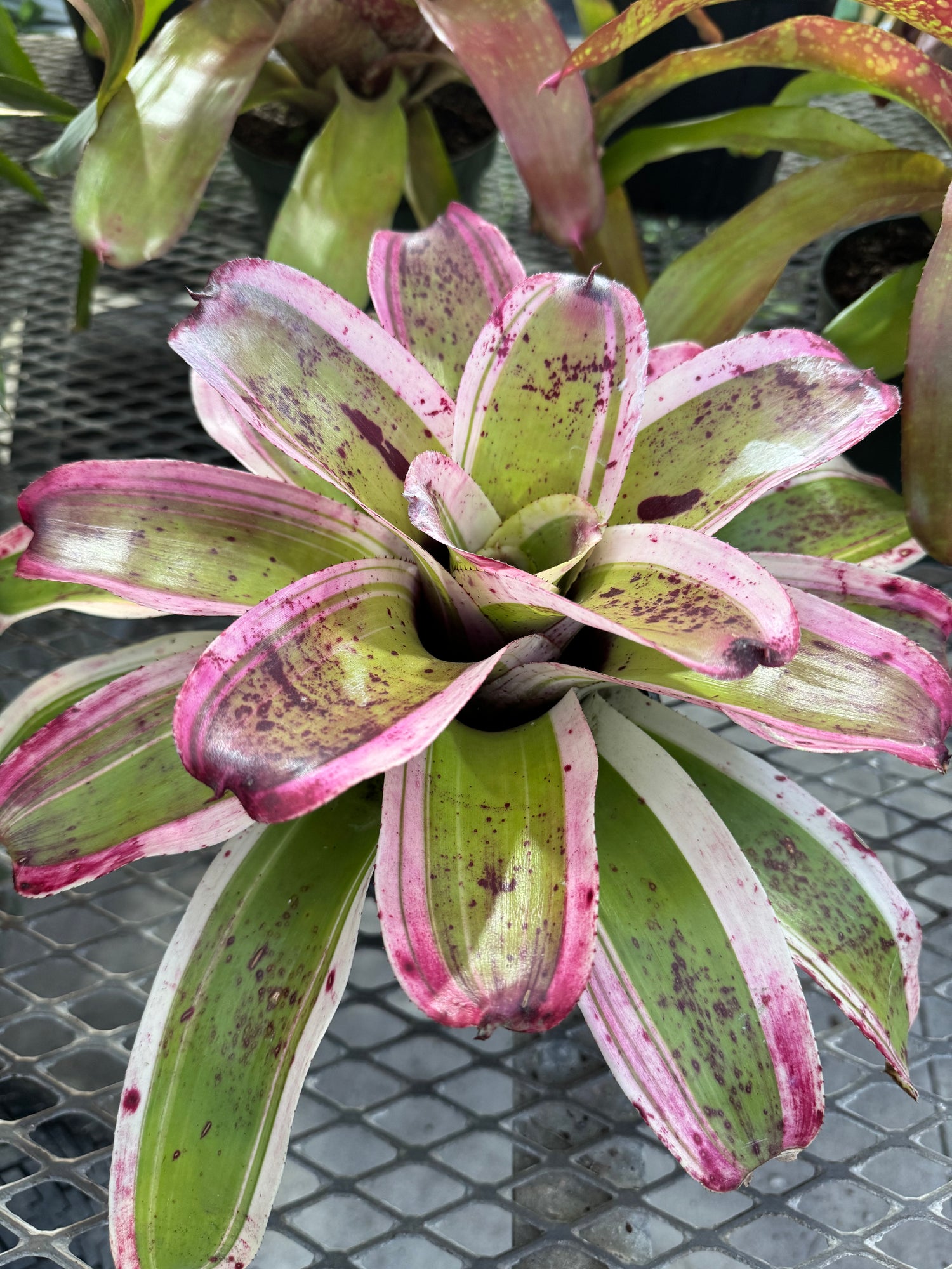 Bromeliad, Neoregelia El Morado