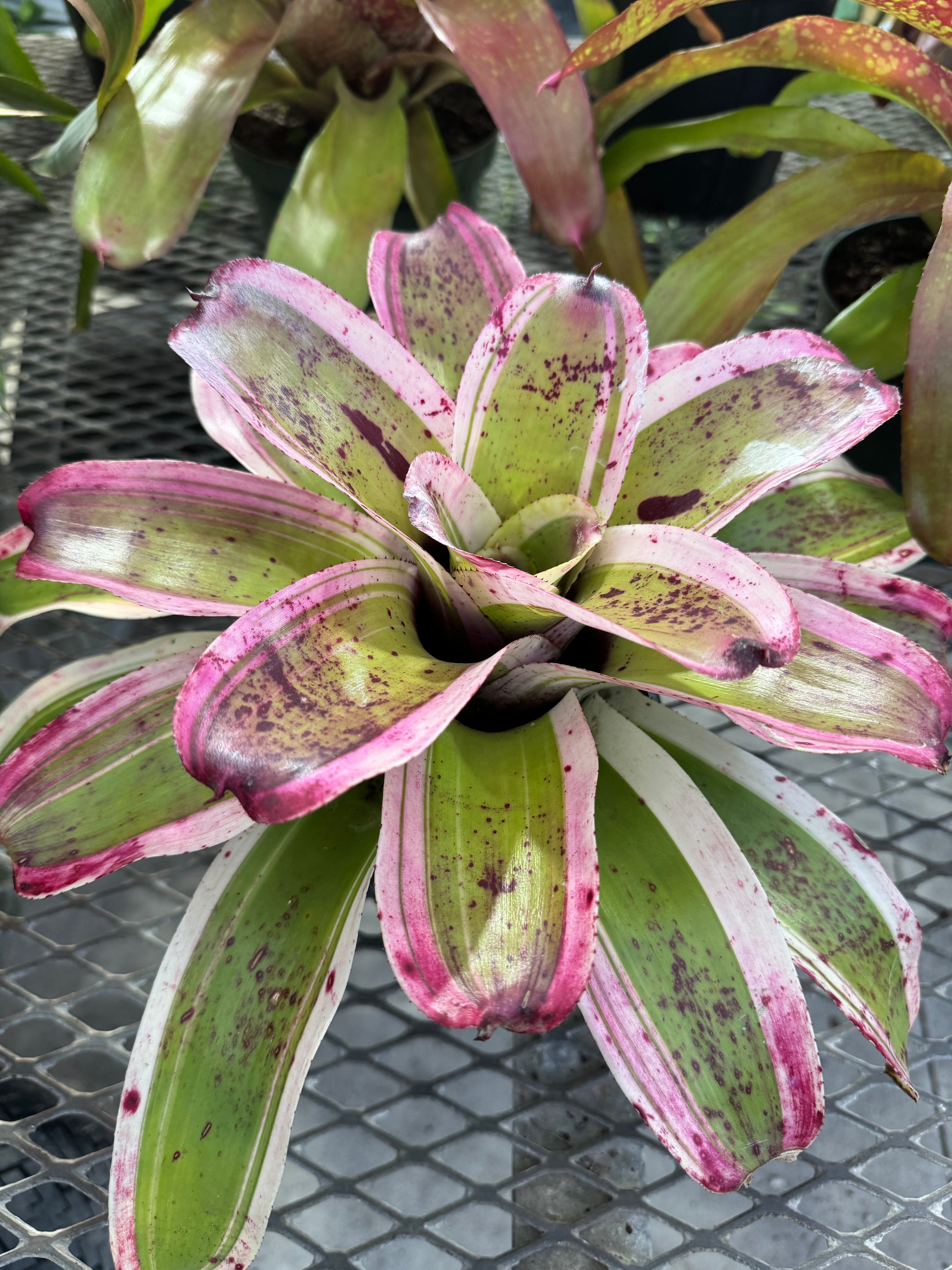 Bromeliad, Neoregelia El Morado