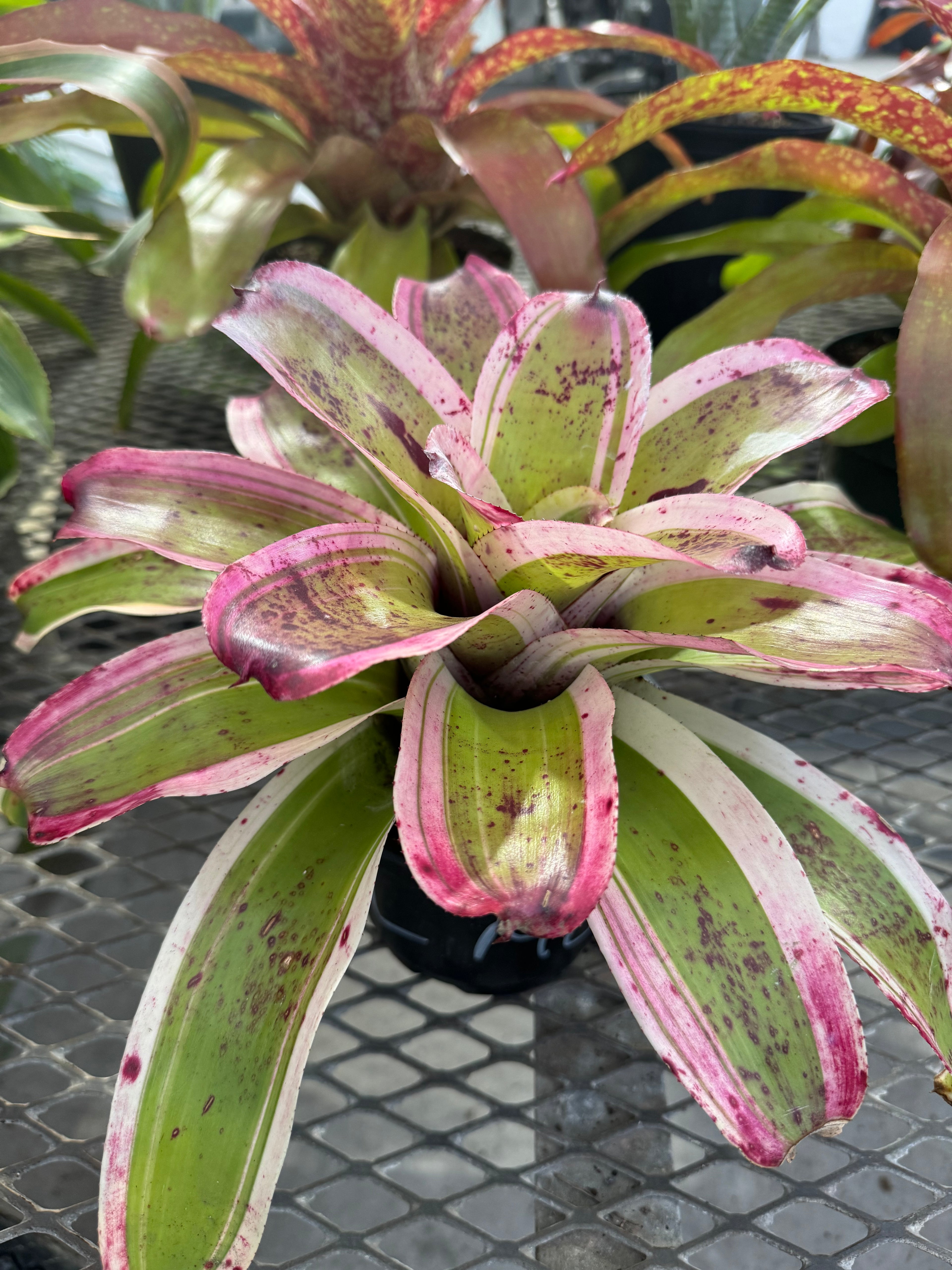 Bromeliad, Neoregelia El Morado