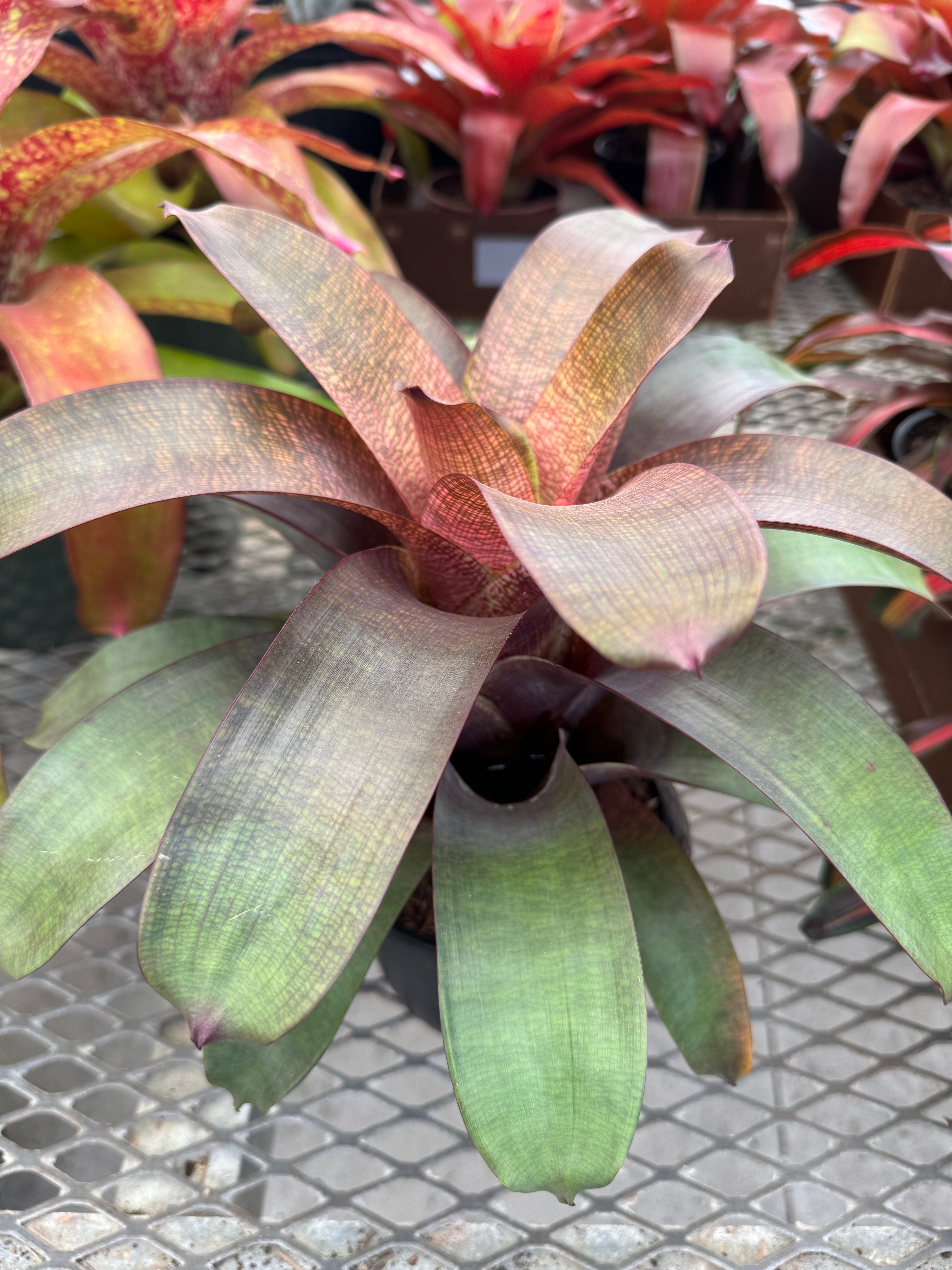 Bromeliad, Neoregelia Sherlette Shiigi