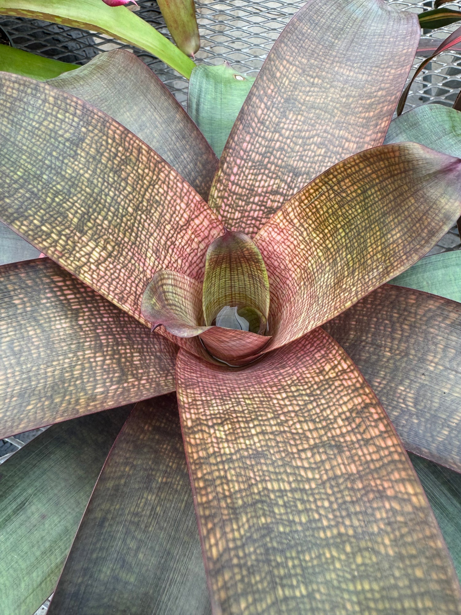 Bromeliad, Neoregelia Sherlette Shiigi