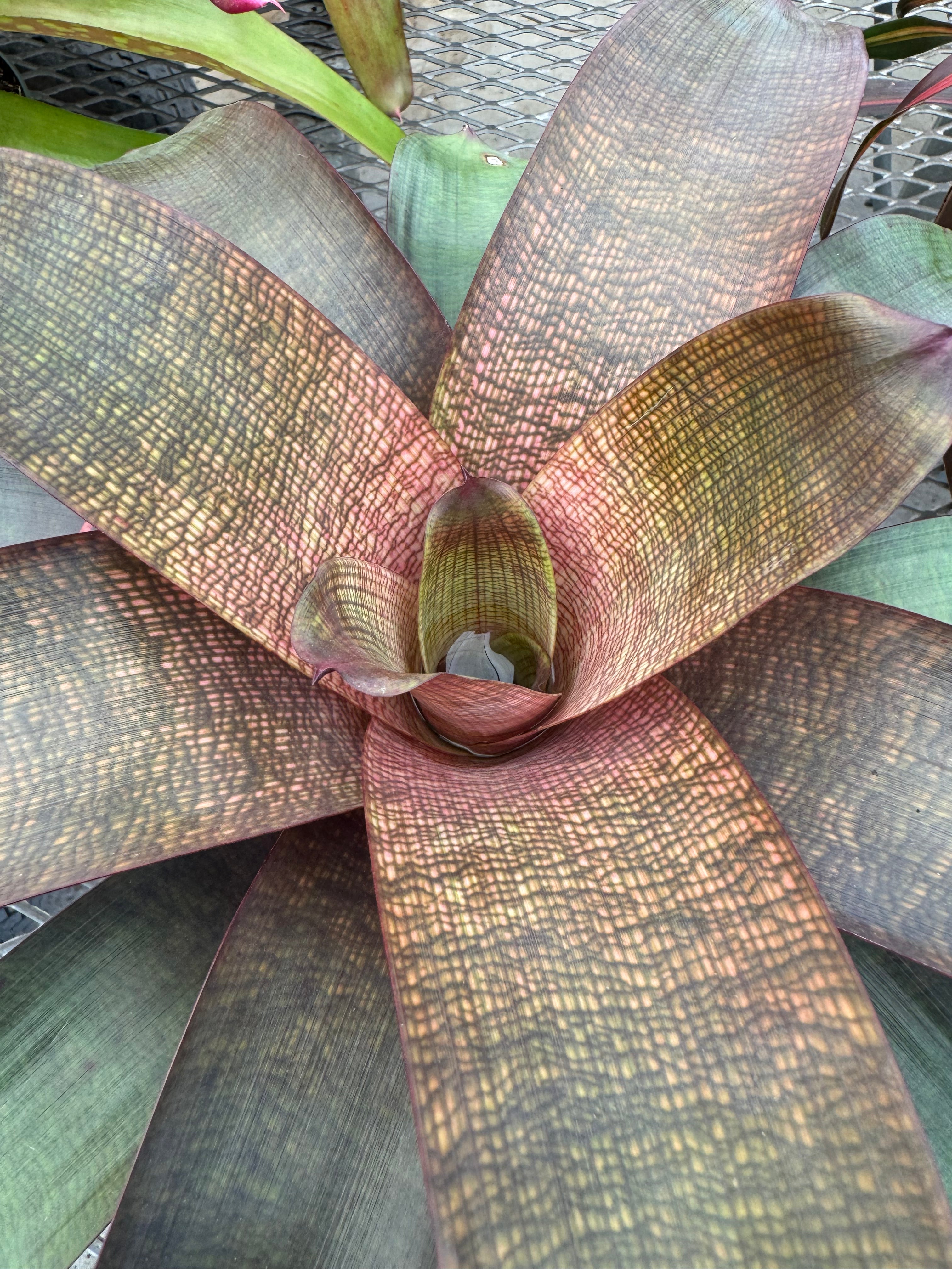 Bromeliad, Neoregelia Sherlette Shiigi