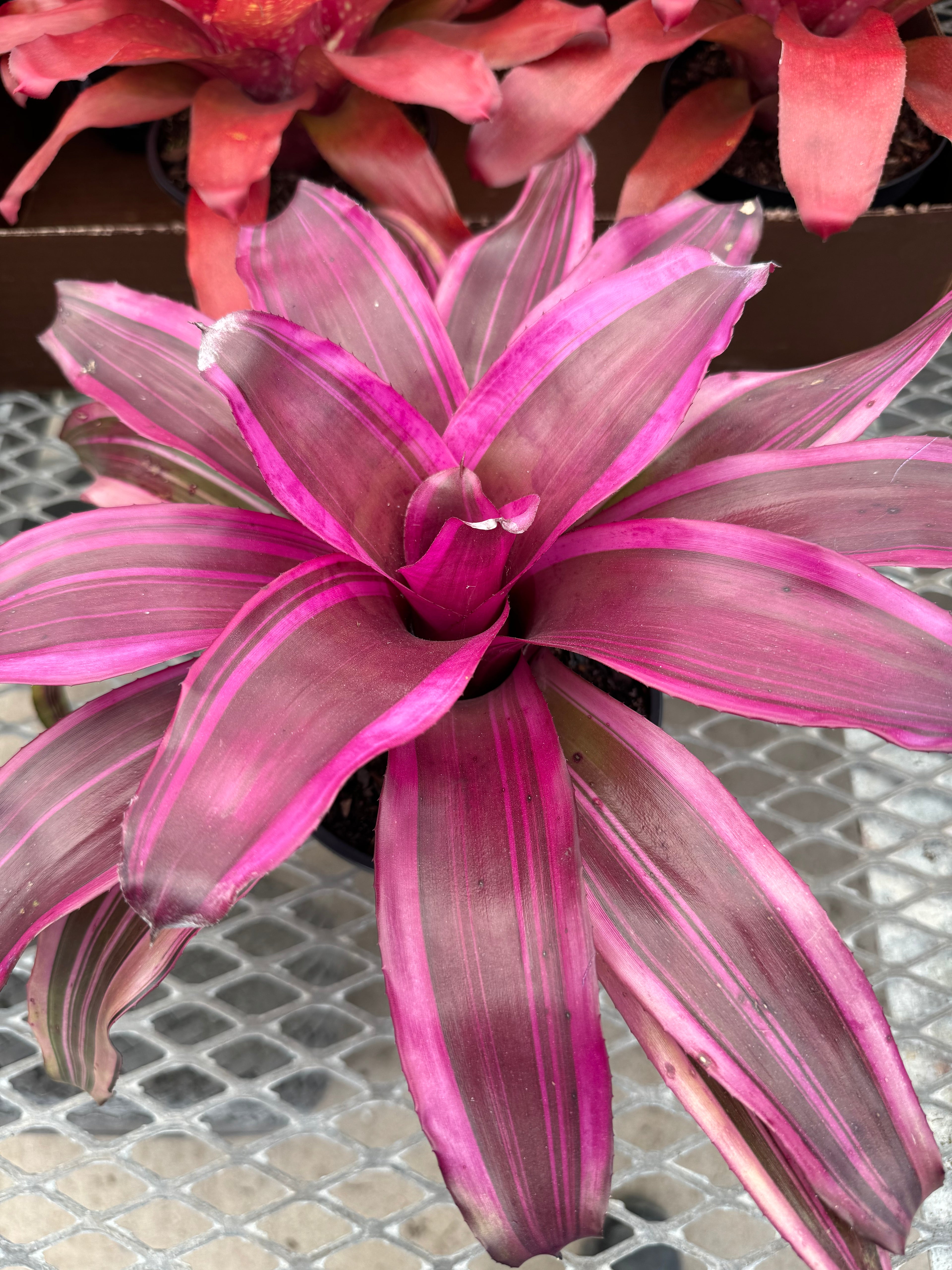 Bromeliad, Neoregelia Pink Magic