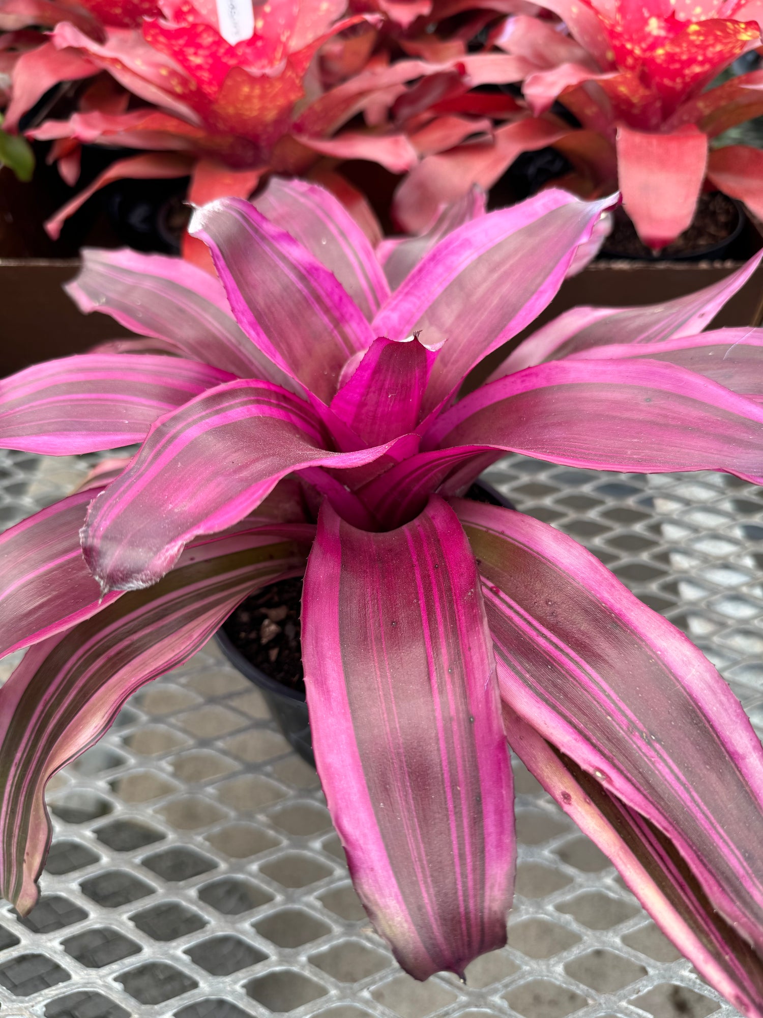Bromeliad, Neoregelia Pink Magic