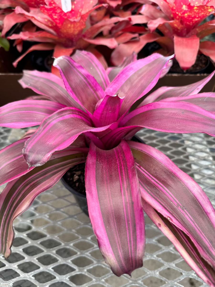 Bromeliad Neoregelia Pink Magic plant in a grower pot.