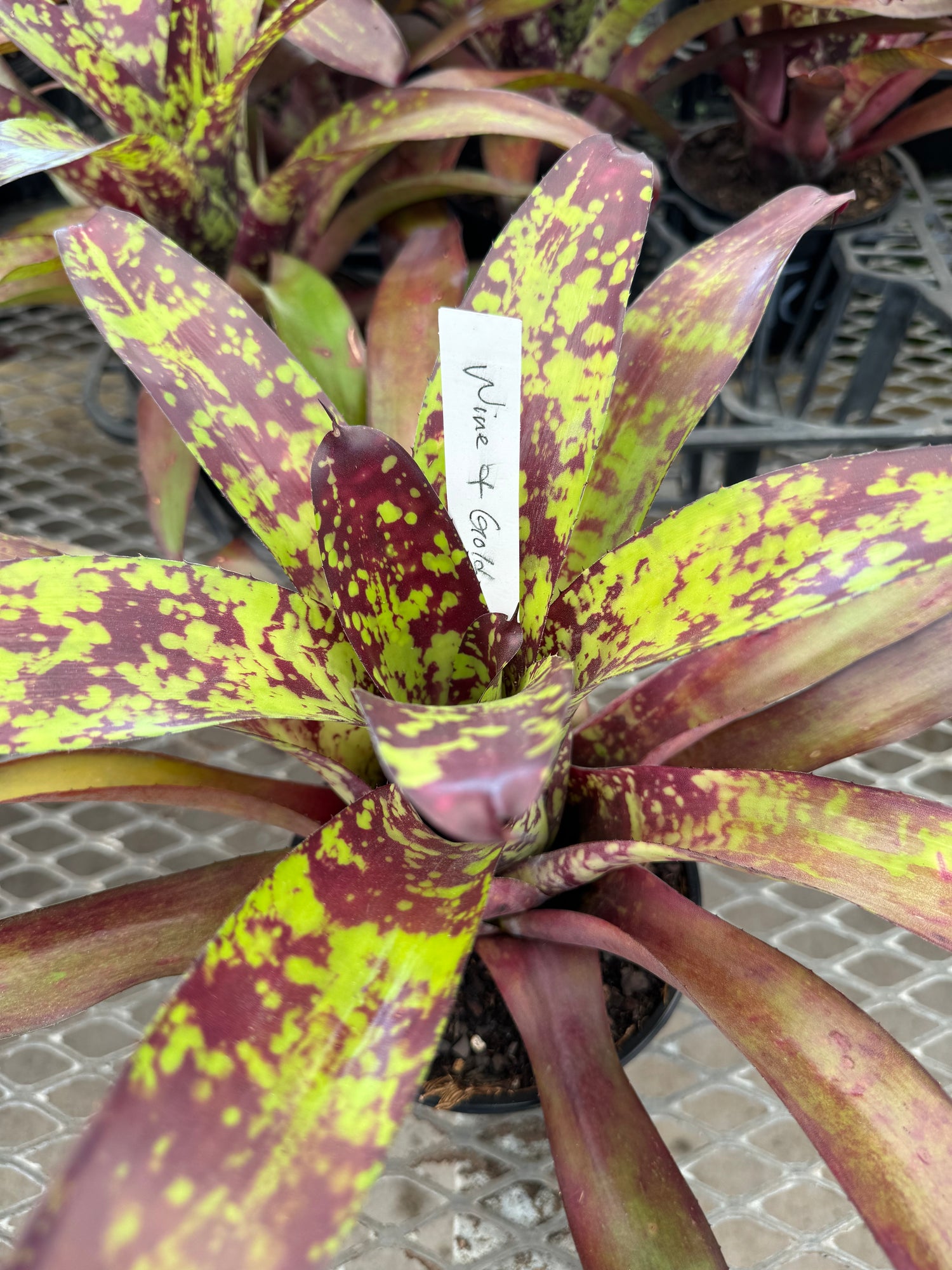 Bromeliad, Neoregelia Wine and Gold