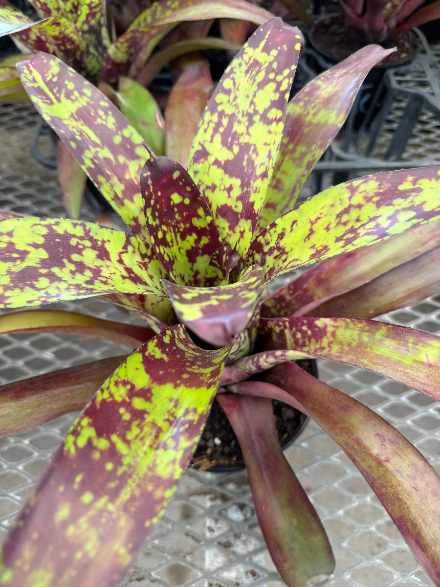 Top-down view of a vibrant Bromeliad Neoregelia Wine and Gold