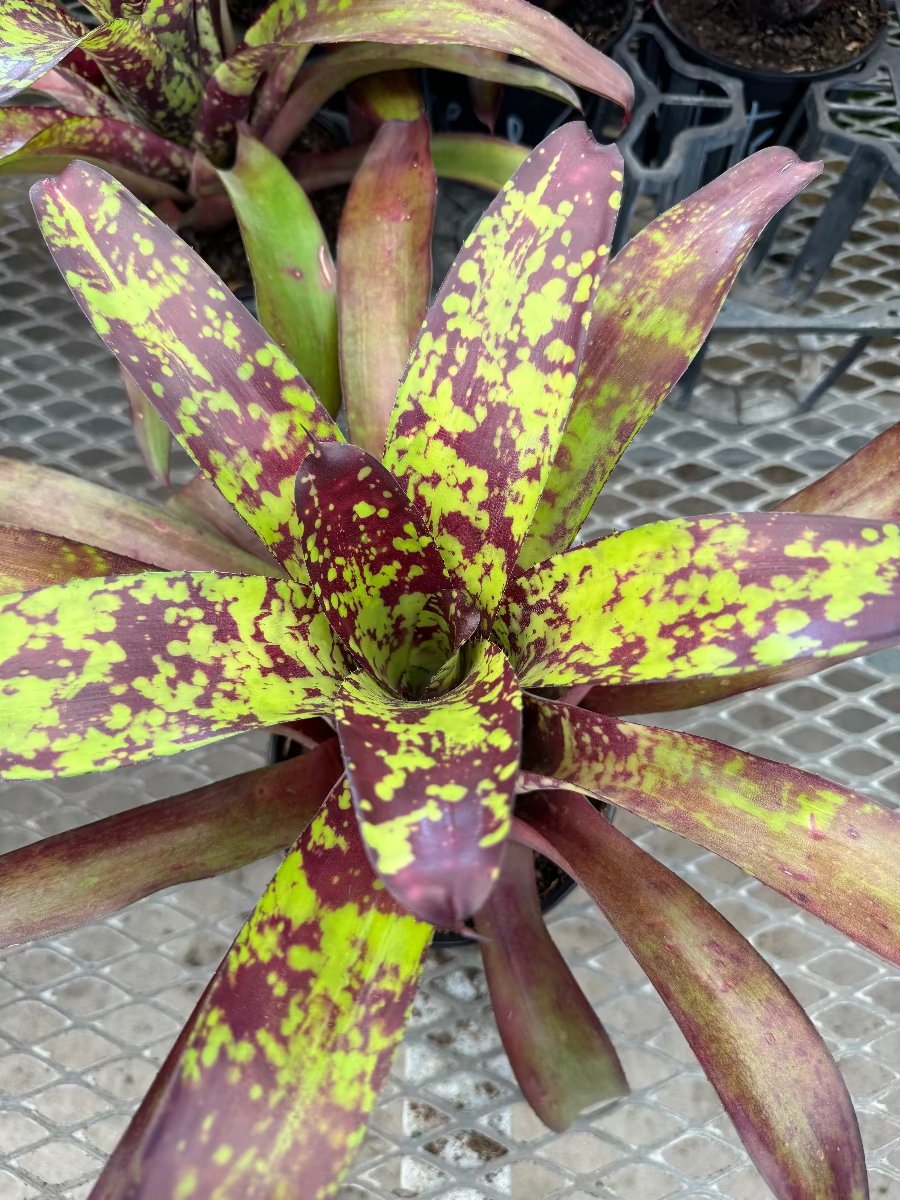 Top-down view of a vibrant Bromeliad Neoregelia Wine and Gold